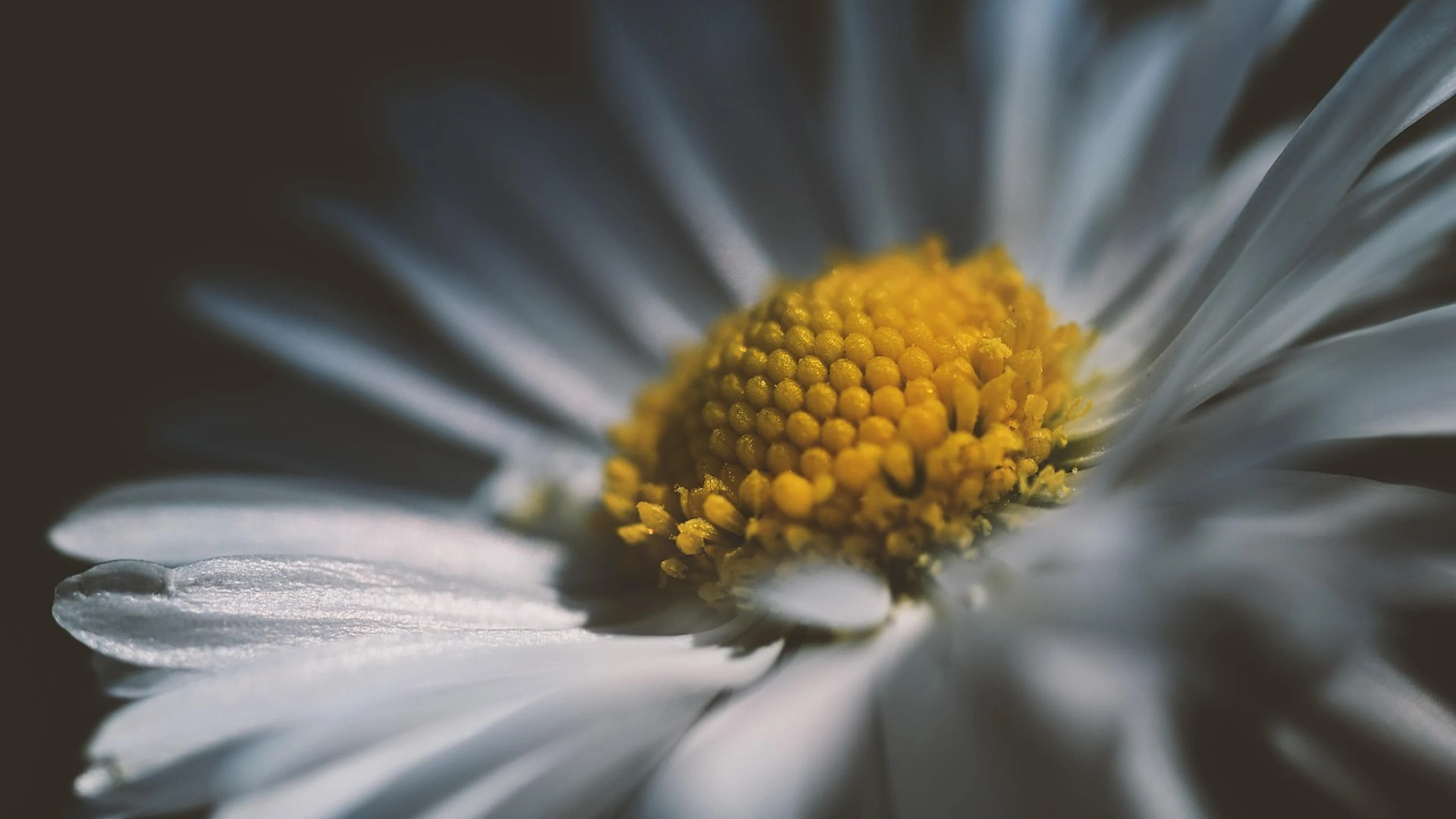 Daisy flower wallpaper flower - free 4K Ultra HD flowers wallpaper for desktop