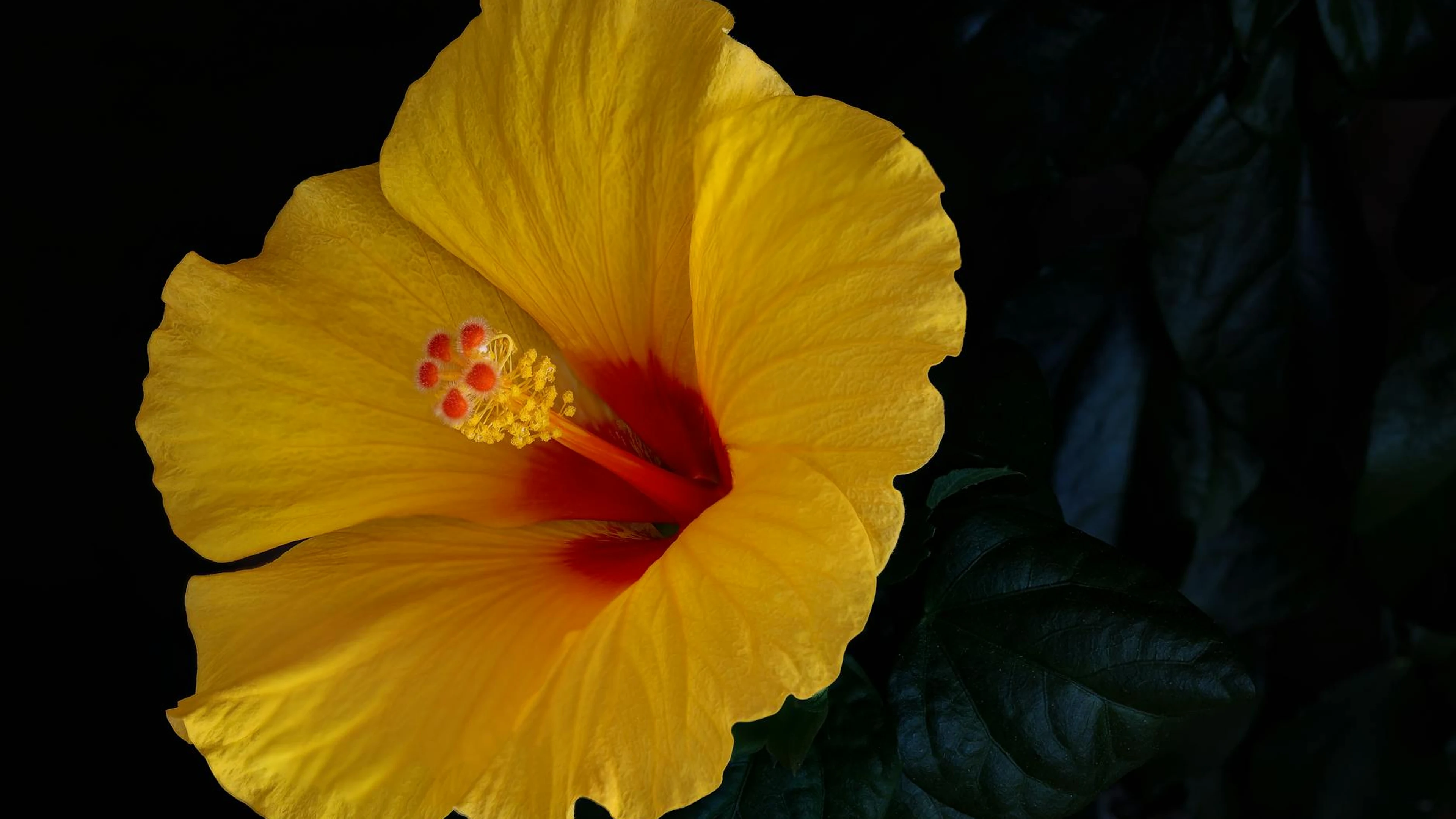 Detailed close-up of a vibrant yellow hibiscus flower with rich textures and col - free 4K Ultra HD flowers wallpaper for desktop