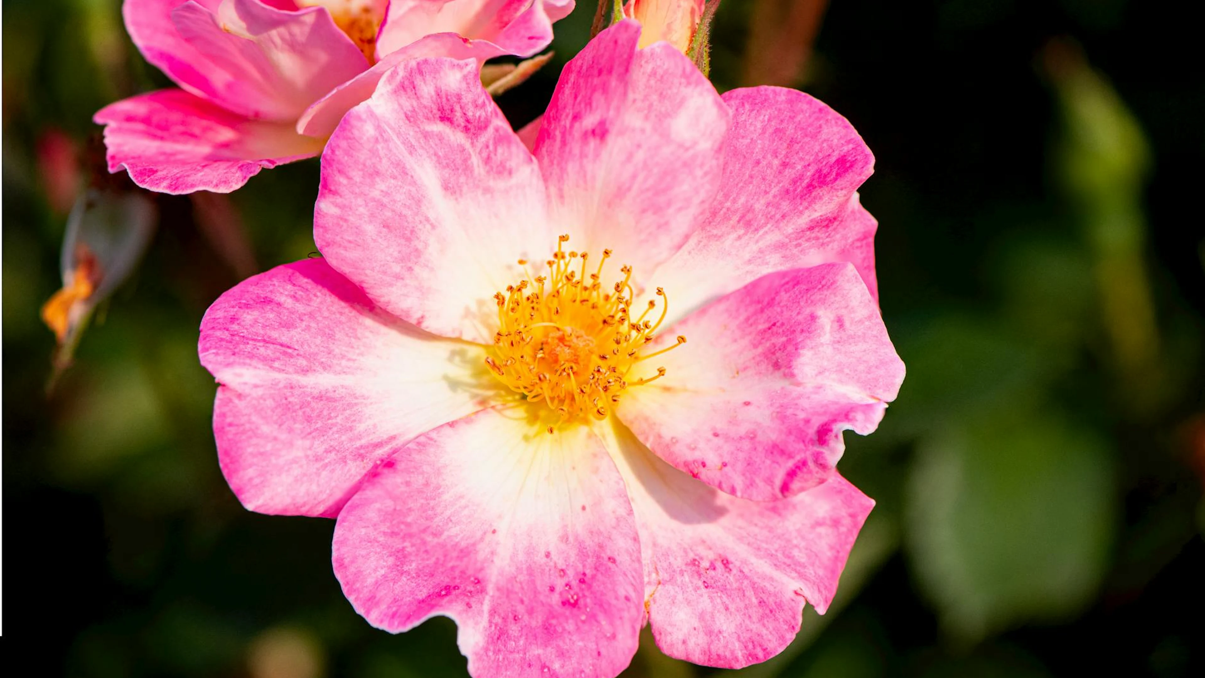 Detailed view of a pink rose blossom showcasing delicate petals and stamens. - free 4K Ultra HD flowers wallpaper for desktop