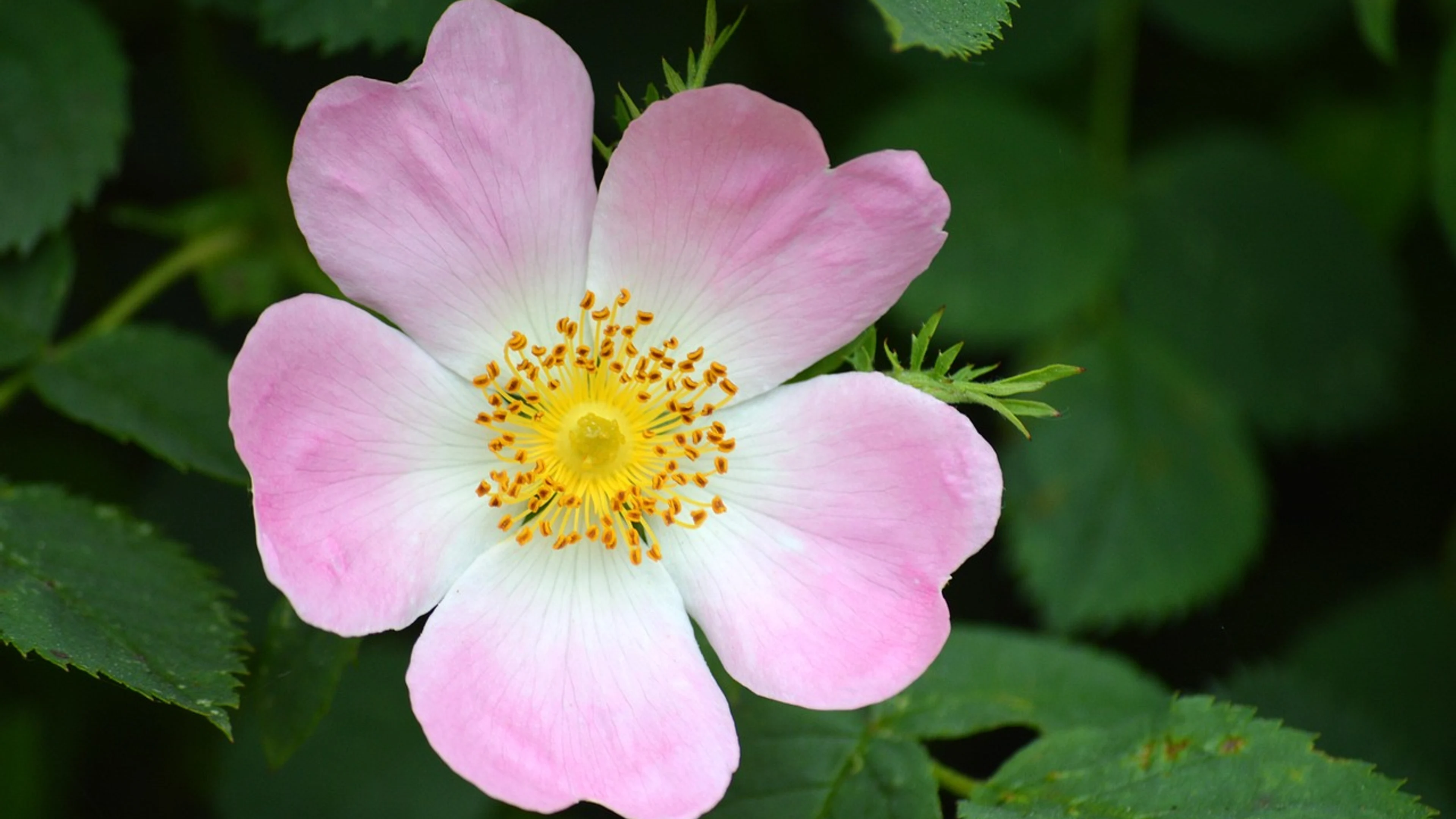 Dog rose rose flower - free 4K Ultra HD flowers wallpaper for desktop