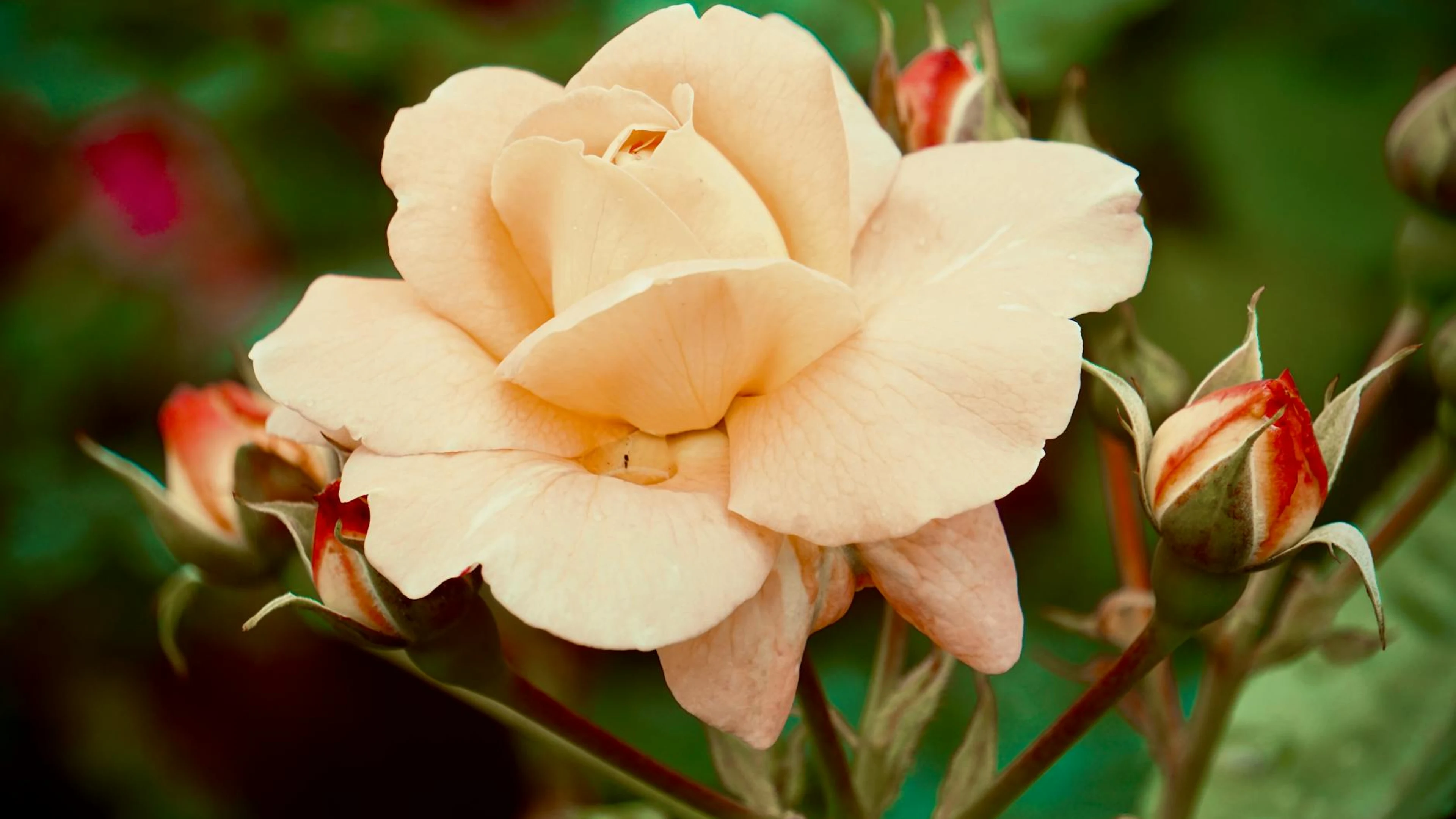 Elegant close-up of a peach-colored rose in full bloom surrounded by rosebuds. - free 4K Ultra HD flowers wallpaper for desktop