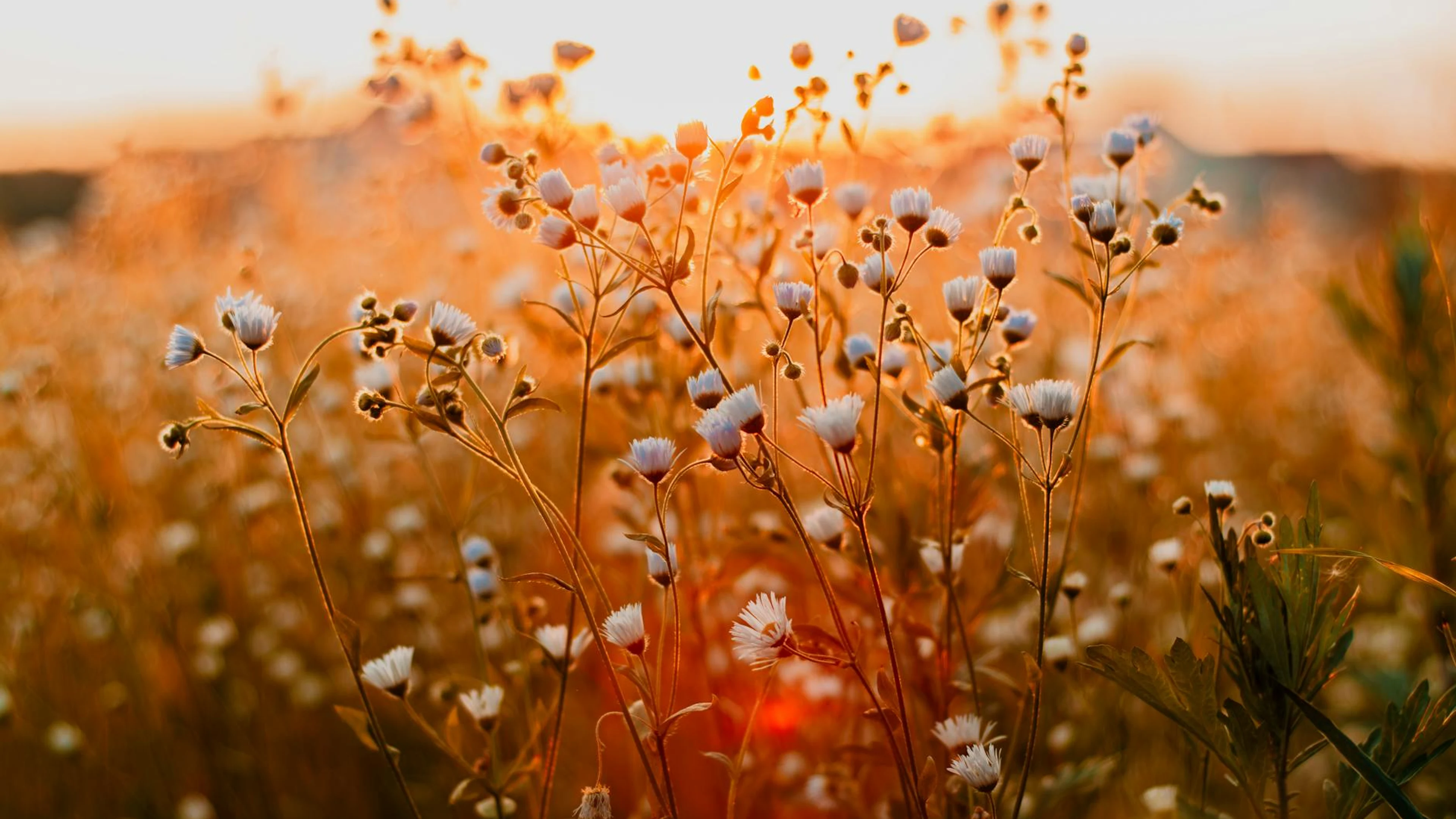 Field of wildflowers glowing in the golden hour sunlight, capturing natural beau - free 4K Ultra HD flowers wallpaper for desktop