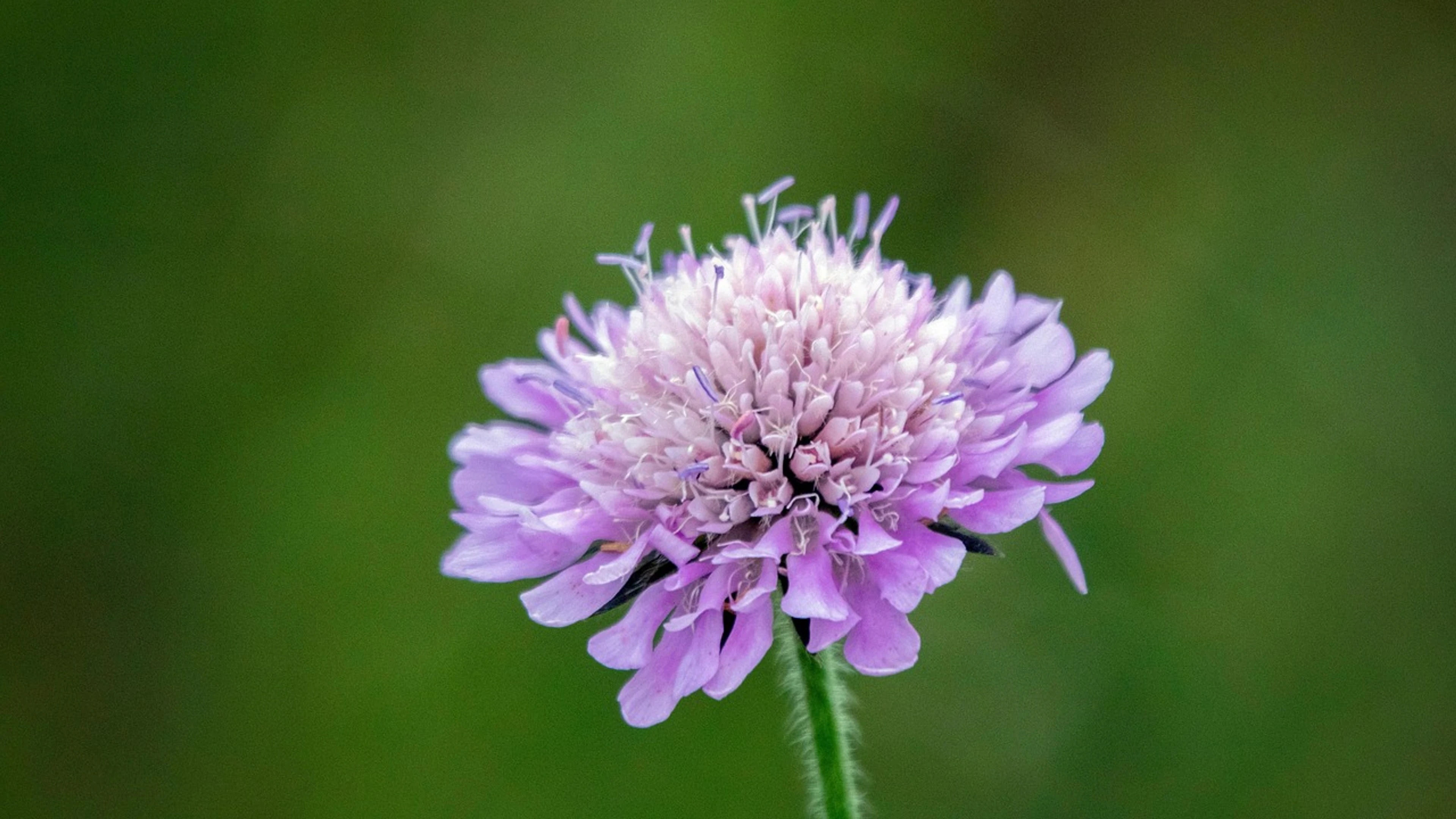 Field scabious wildflower blossom - free 4K Ultra HD flowers wallpaper for desktop
