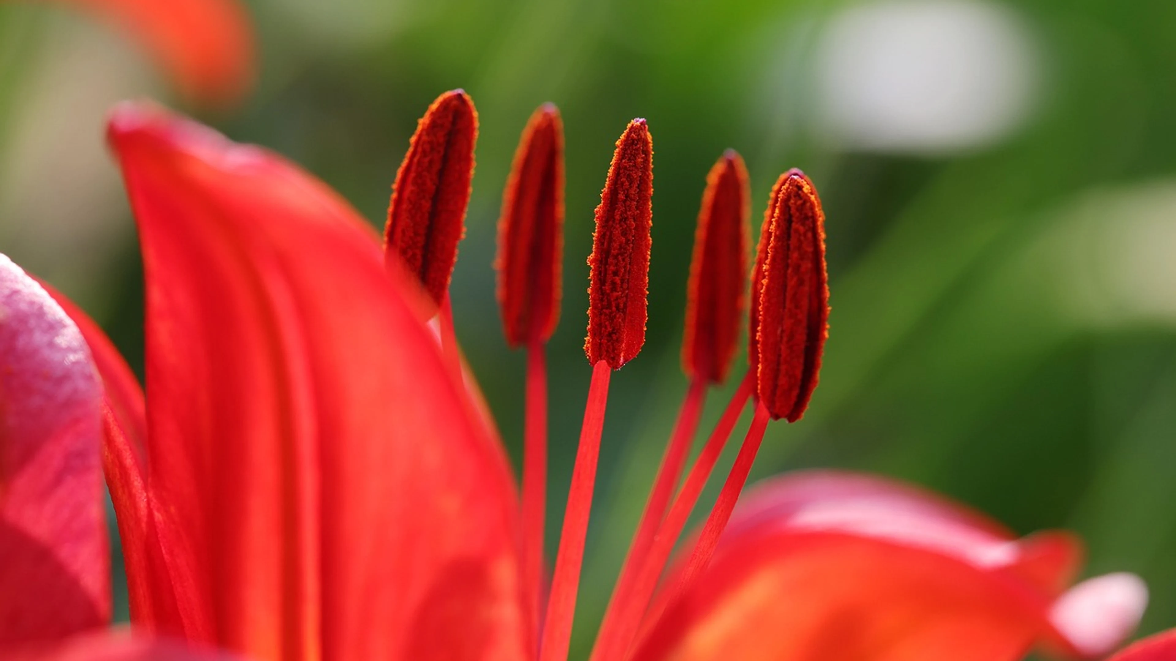 Flower bloom lily - free 4K Ultra HD flowers wallpaper for desktop