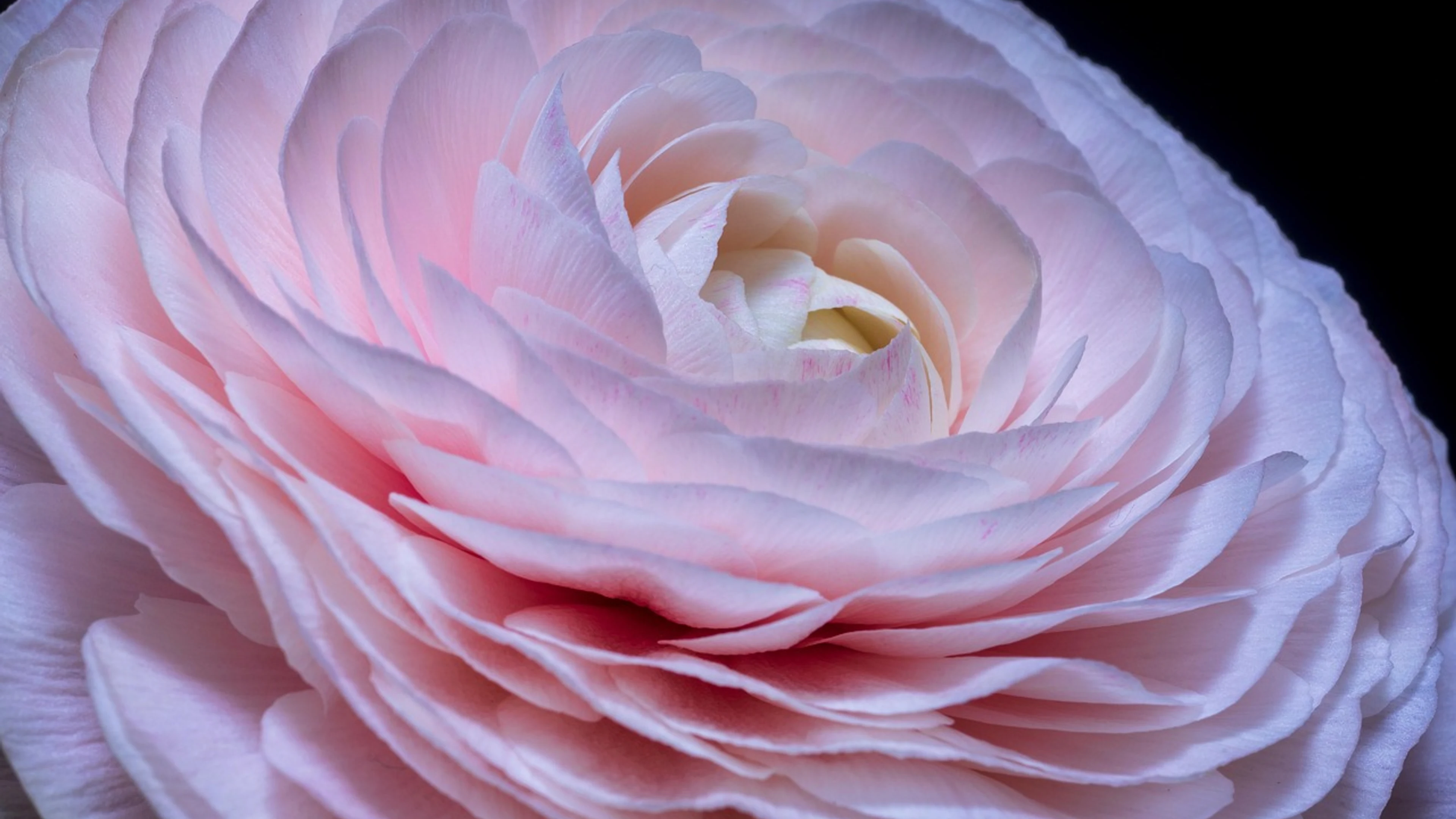 Flower botany bloom - free 4K Ultra HD flowers wallpaper for desktop