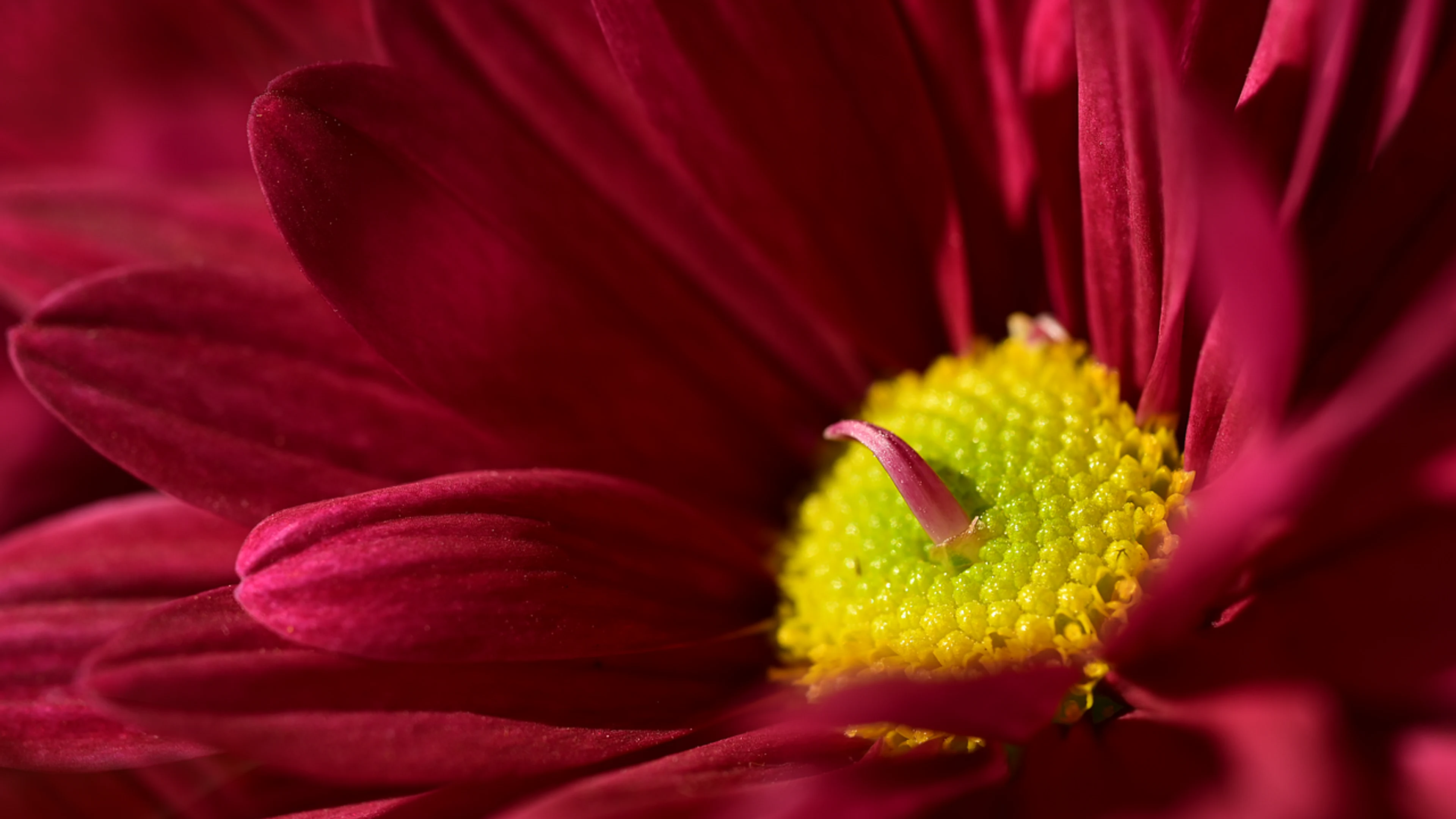 Flower chrysanthemum red flower - free 4K Ultra HD flowers wallpaper for desktop