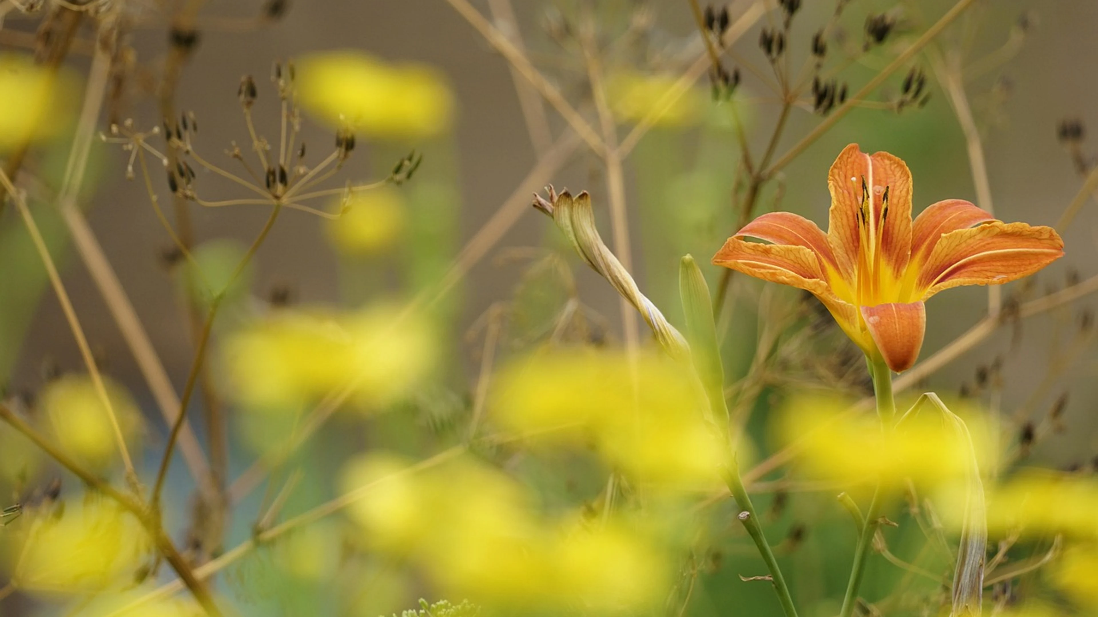 Flower daylily garden - free 4K Ultra HD flowers wallpaper for desktop