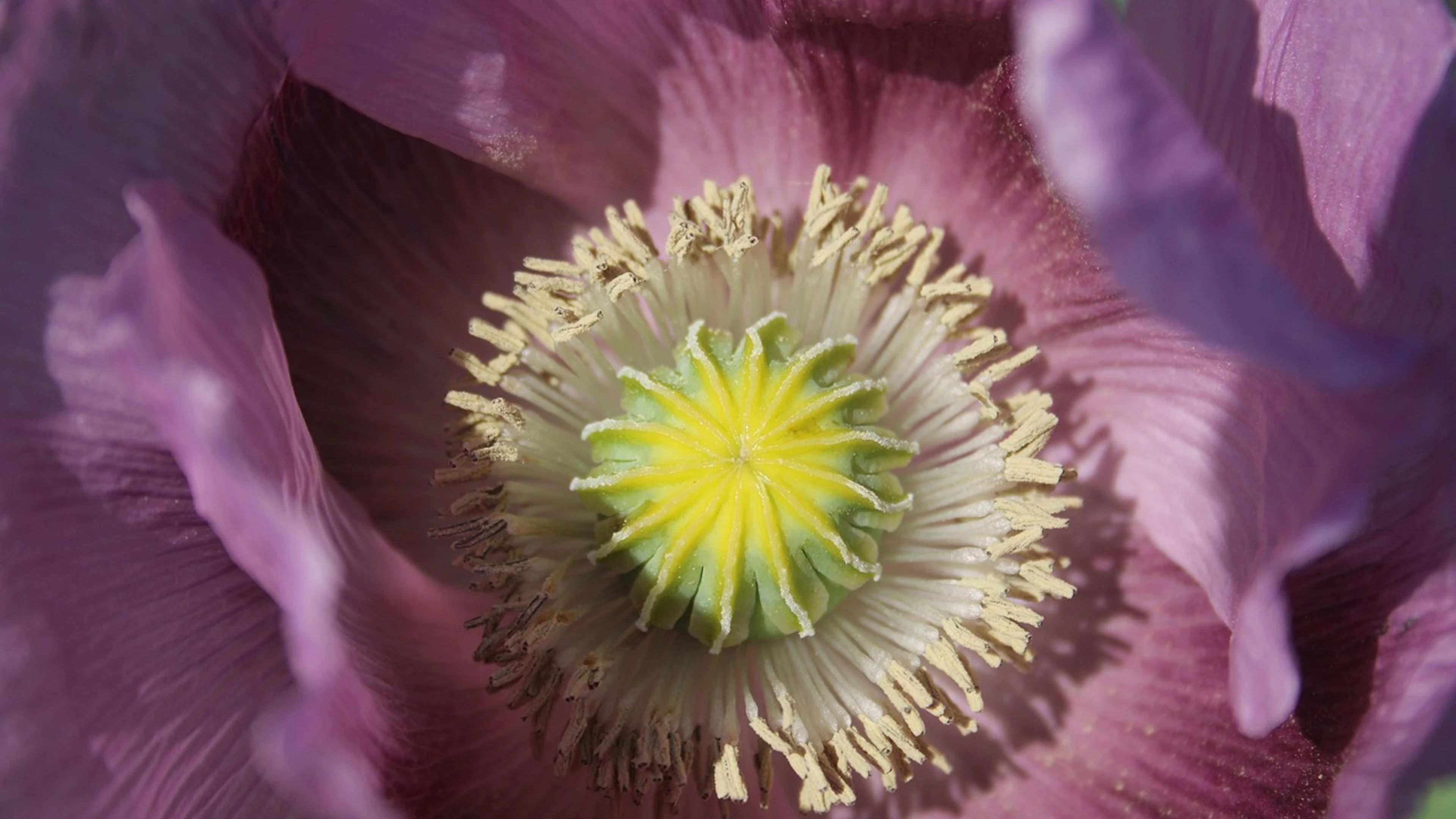 Flower flower wallpaper bloom - free 4K Ultra HD flowers wallpaper for desktop