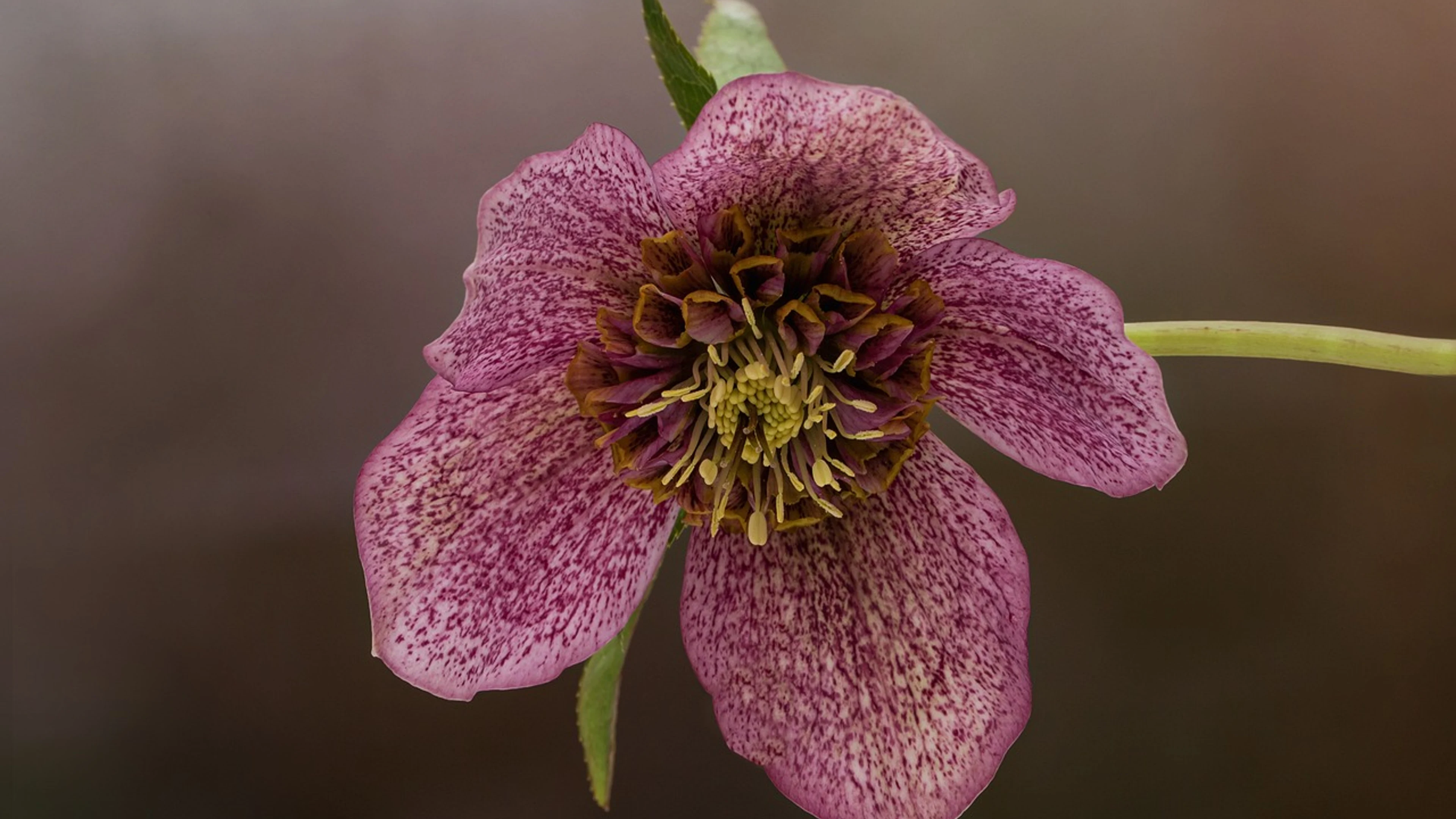 Flower garden blossom - free 4K Ultra HD flowers wallpaper for desktop