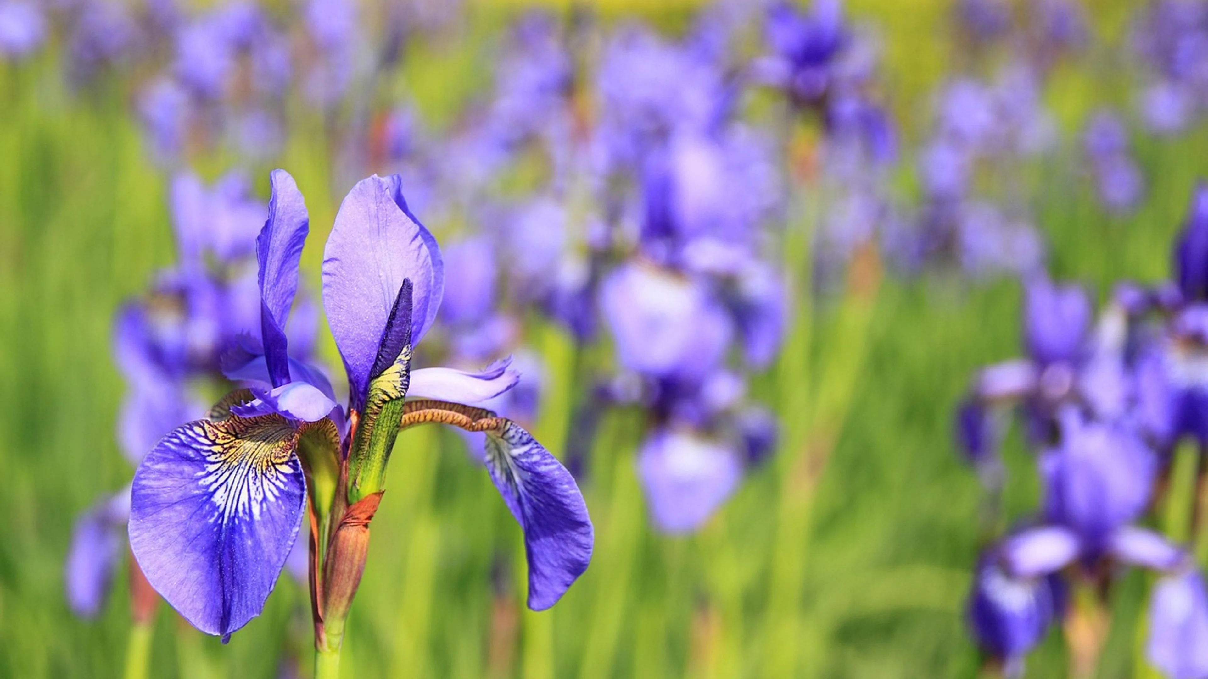 Flower iris meadow - free 4K Ultra HD flowers wallpaper for desktop