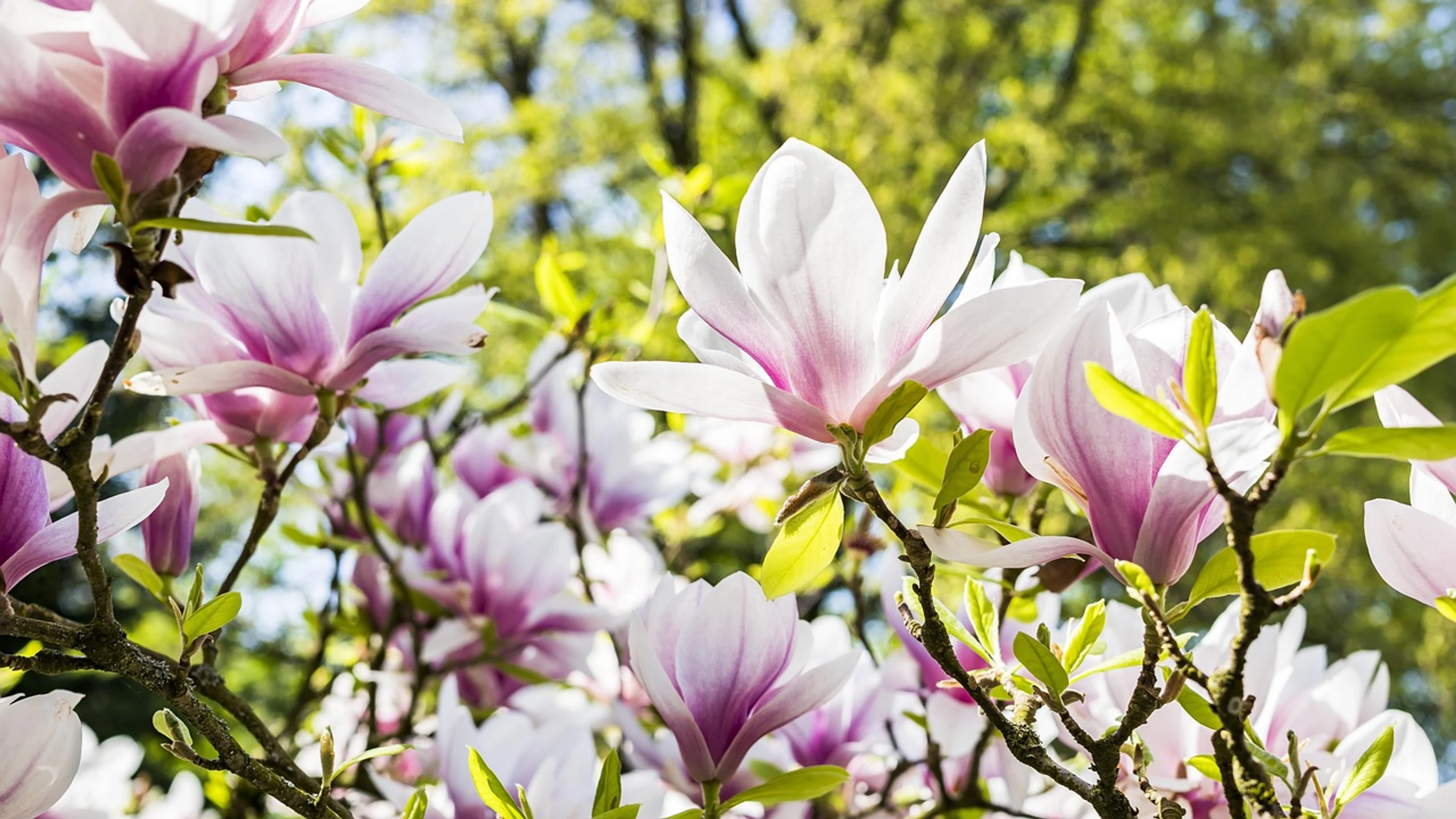 Flower magnolia nature - free 4K Ultra HD flowers wallpaper for desktop