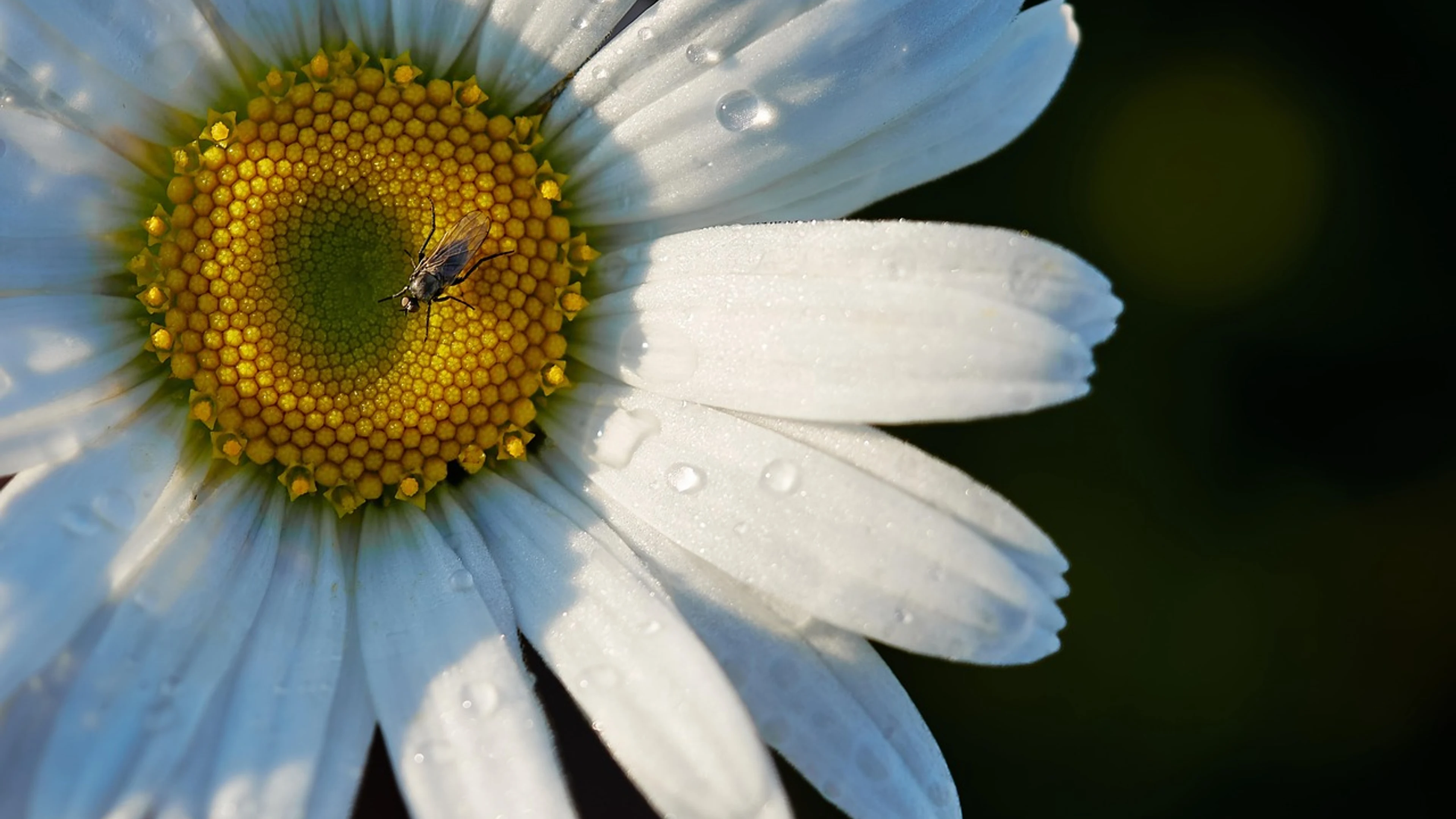 Flower marguerite petals - free 4K Ultra HD flowers wallpaper for desktop