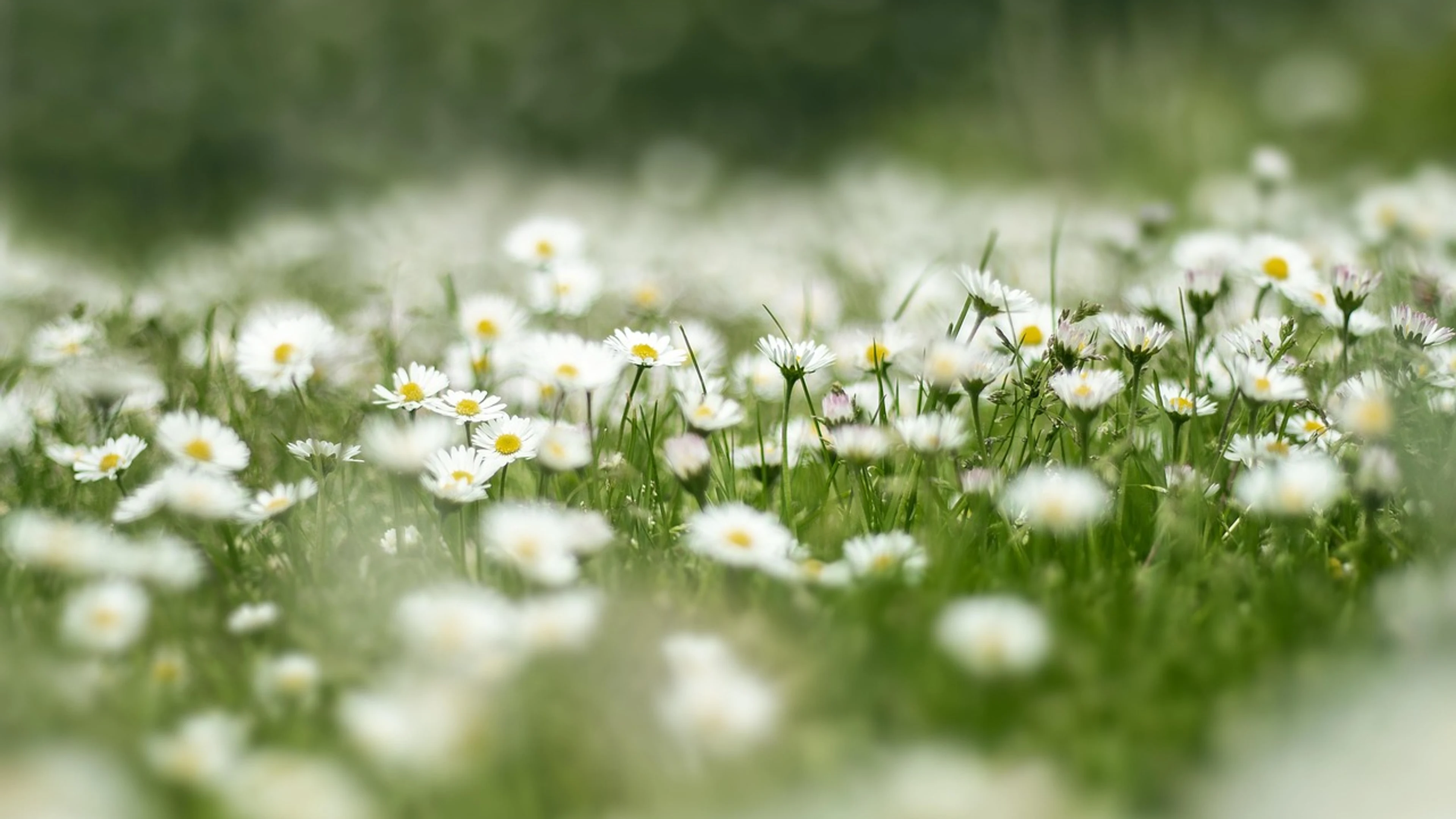 Flower meadow daisy nature - free 4K Ultra HD flowers wallpaper for desktop