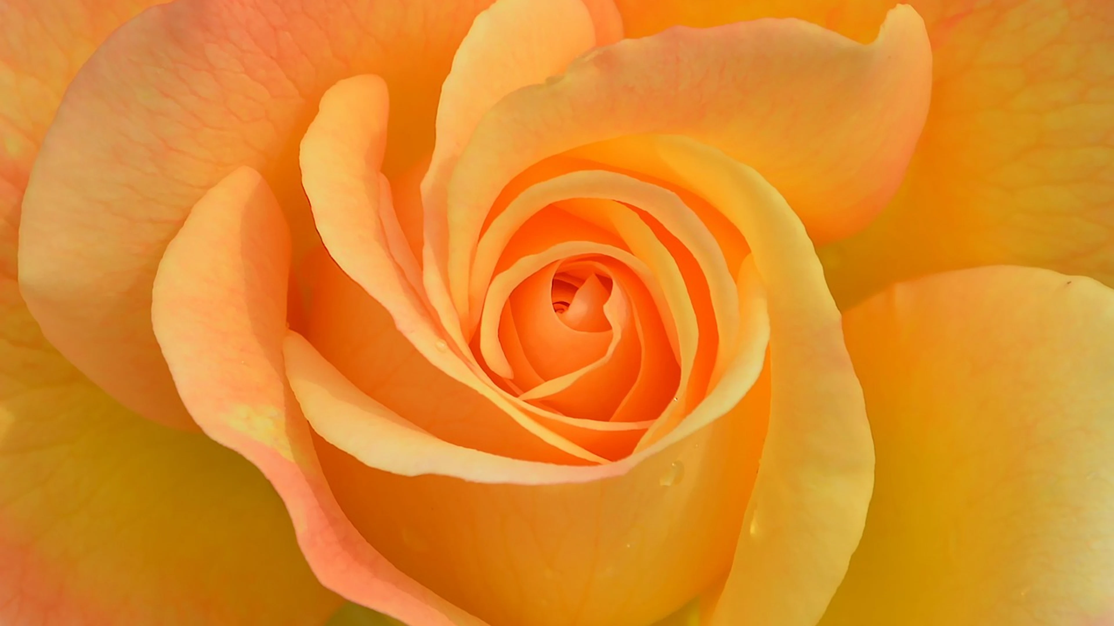 Flower plant rose - free 4K Ultra HD flowers wallpaper for desktop