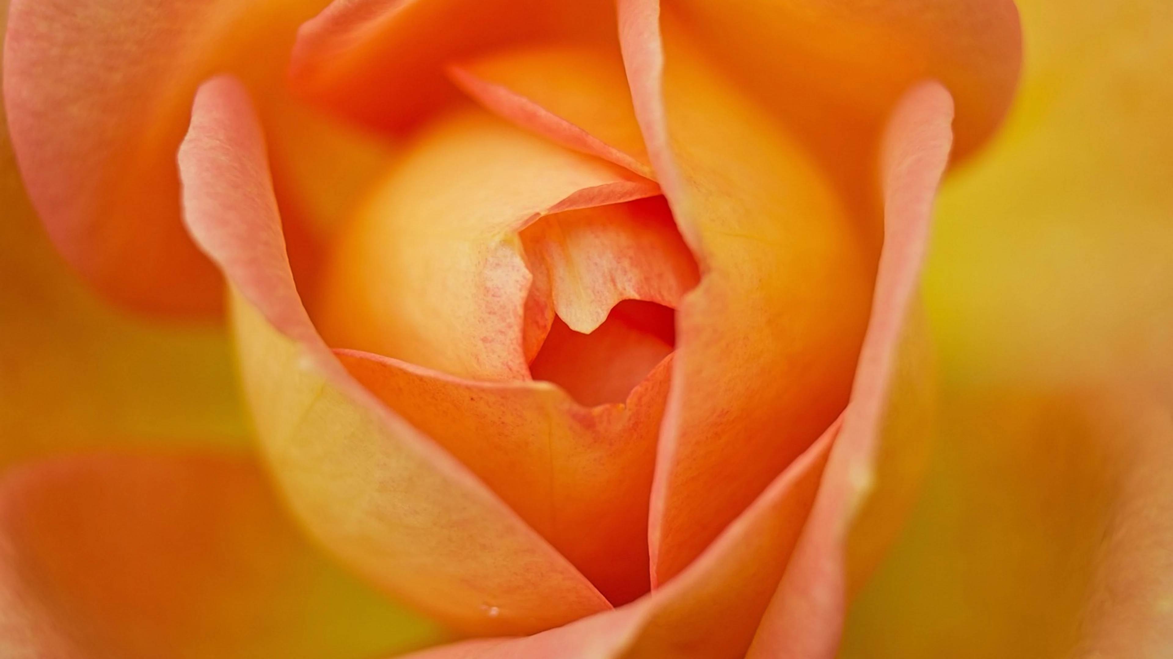 Flower rose petals - free 4K Ultra HD flowers wallpaper for desktop