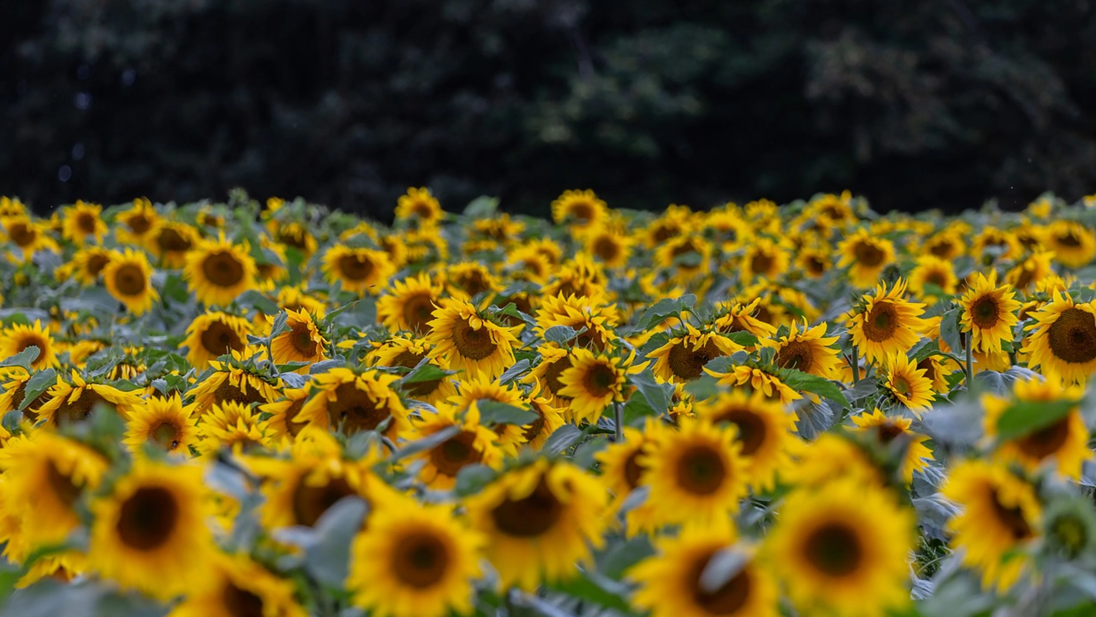Flower sunflower flower wallpaper - free 4K Ultra HD flowers wallpaper for desktop