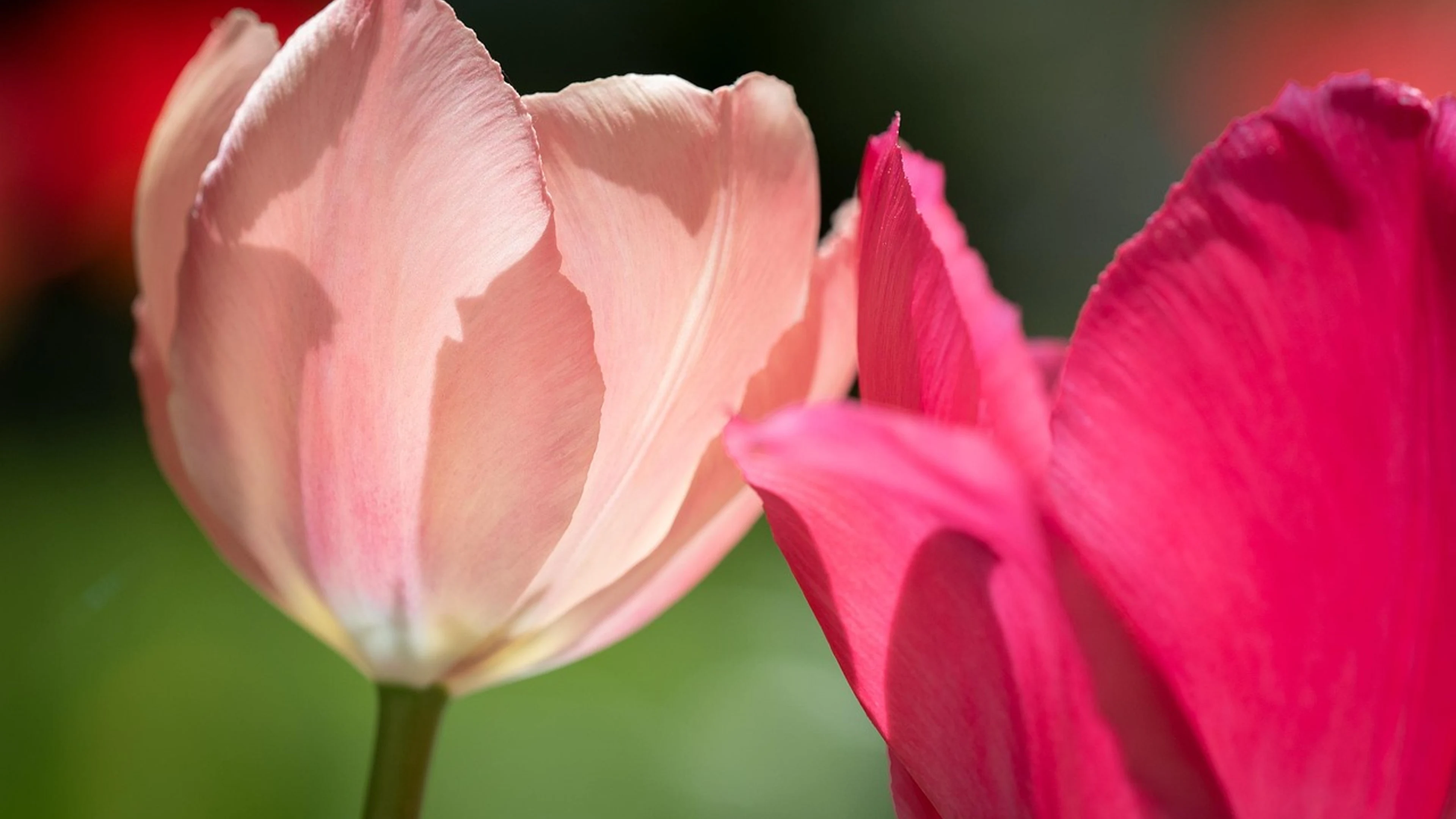 Flower tulip blossom - free 4K Ultra HD flowers wallpaper for desktop