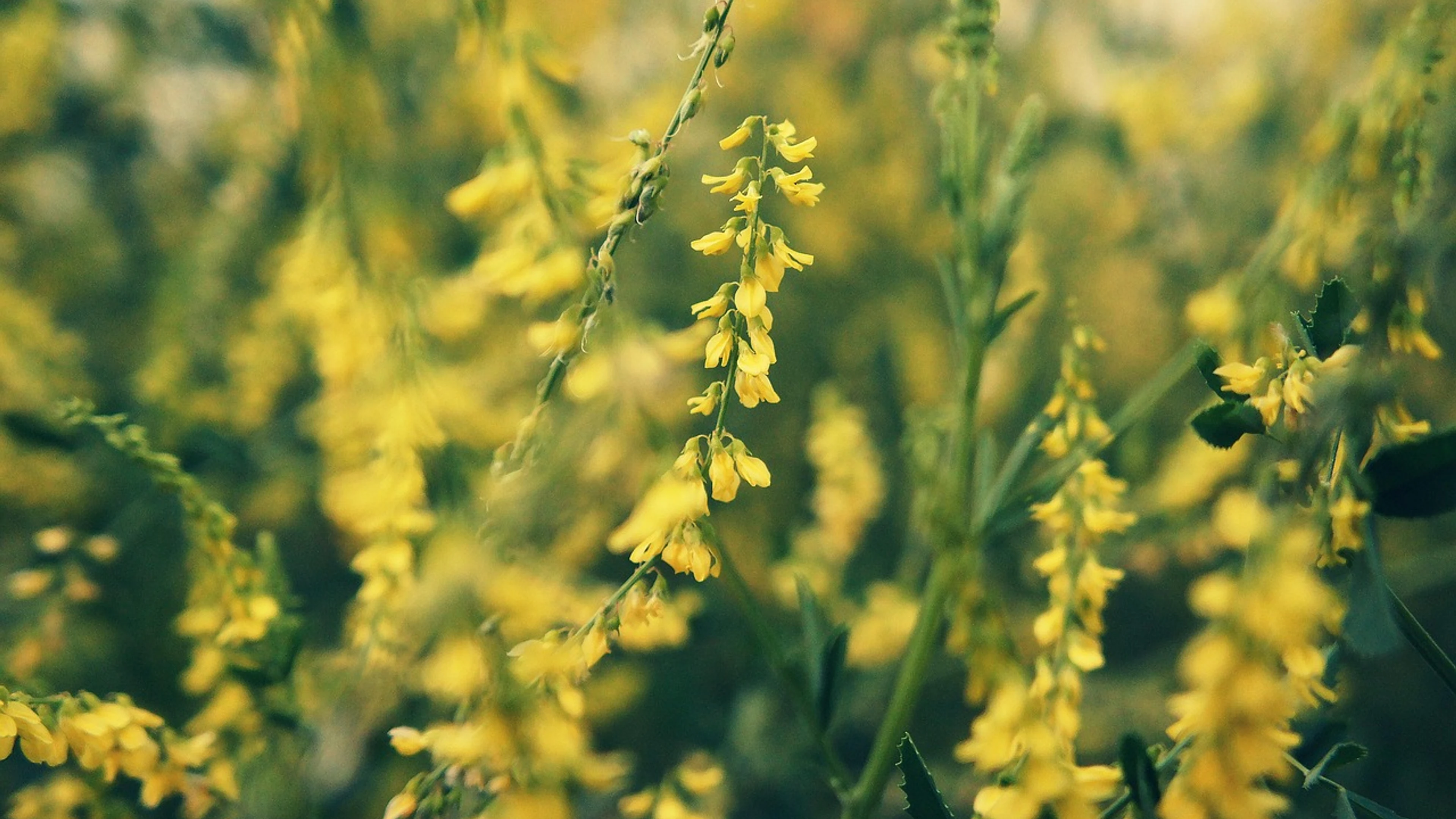 Flowers beautiful flowers bloom - free 4K Ultra HD flowers wallpaper for desktop