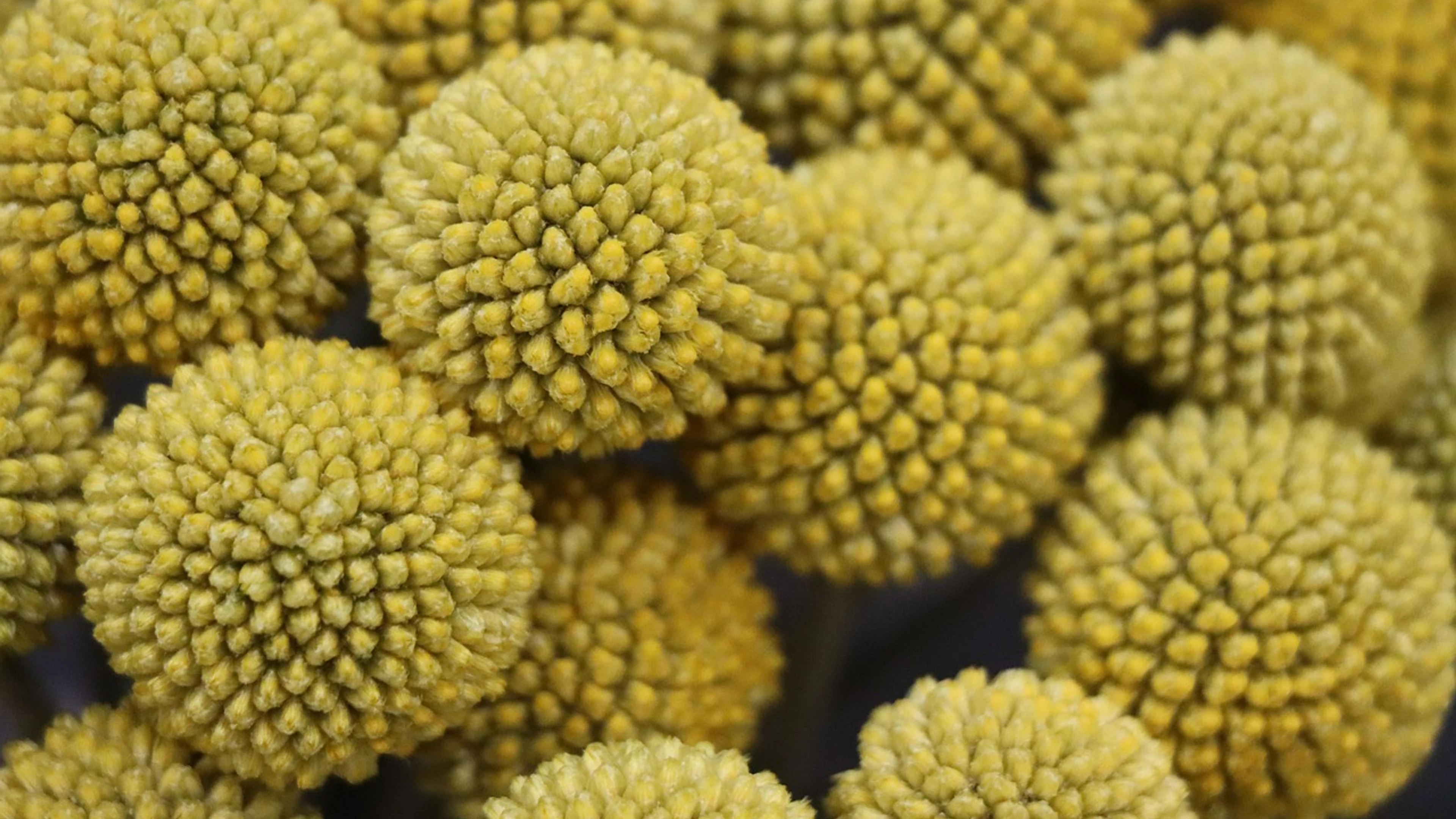 Flowers bloom botany - free 4K Ultra HD flowers wallpaper for desktop