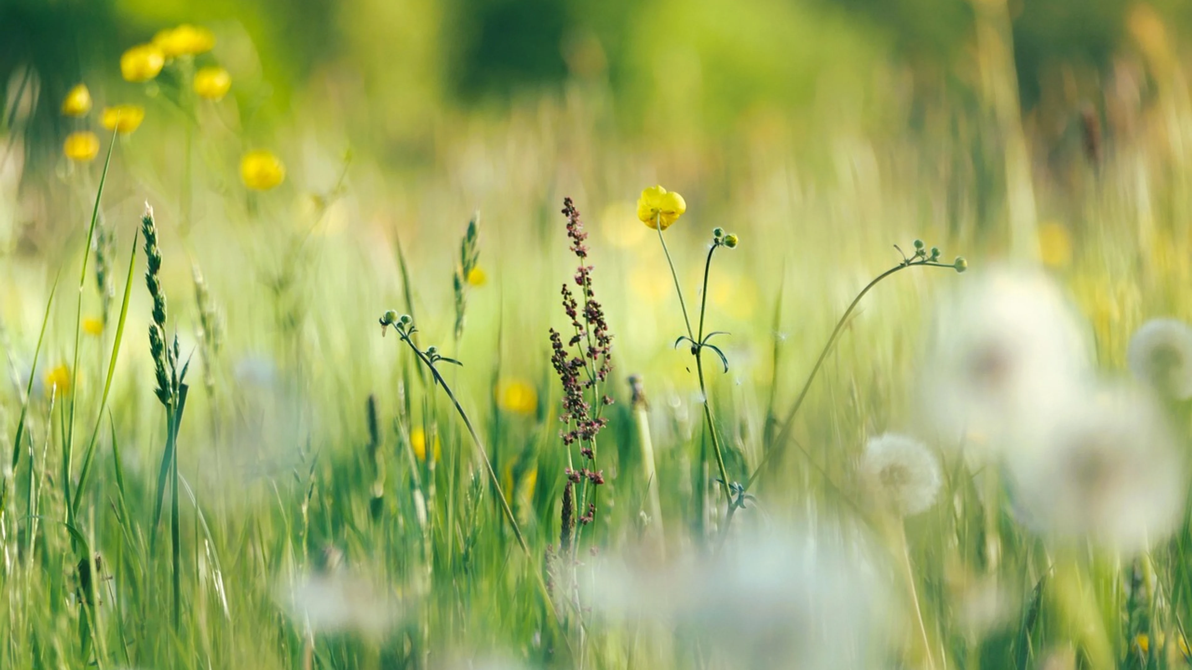 Flowers flower background buttercups - free 4K Ultra HD flowers wallpaper for desktop