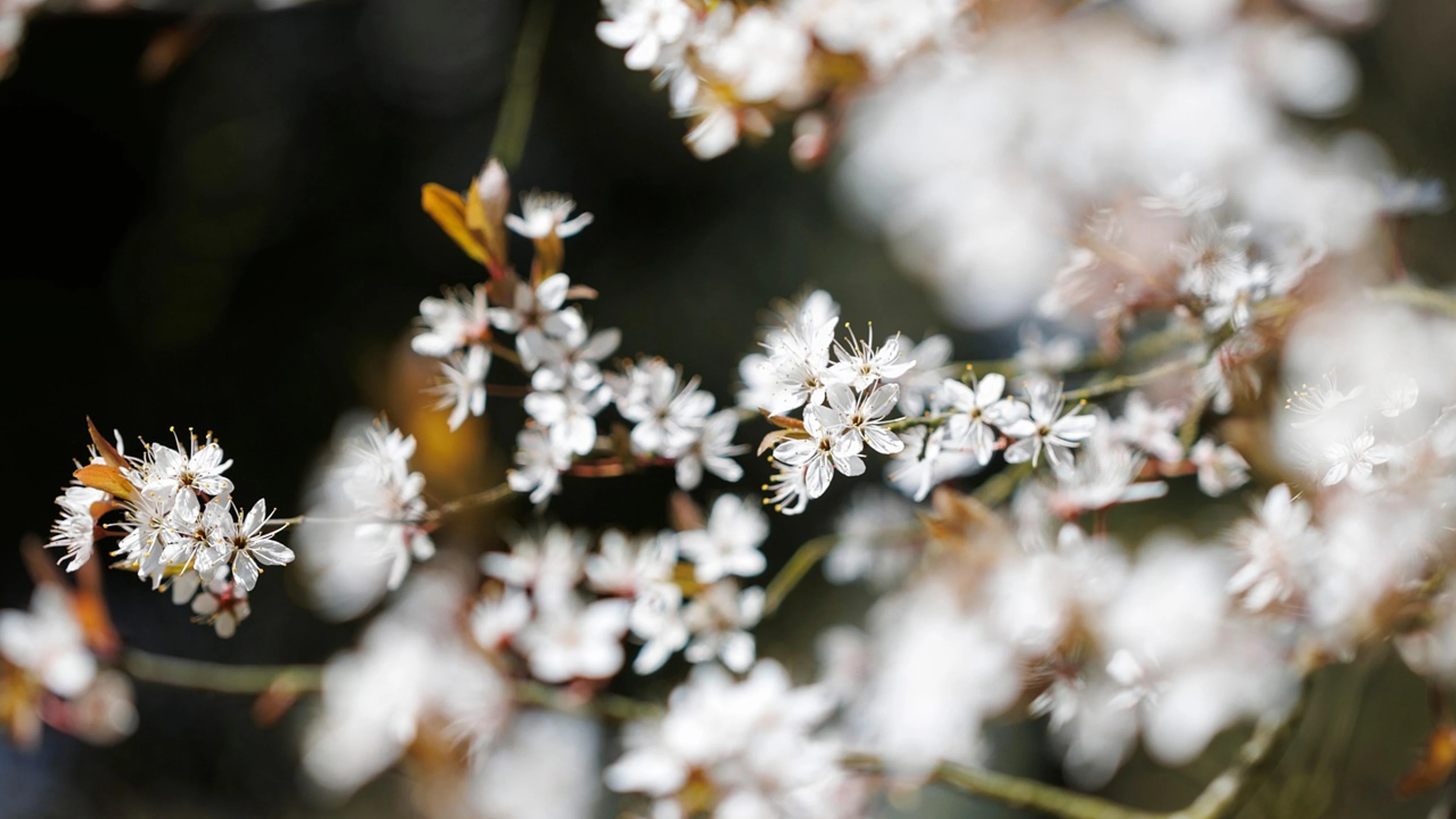 Flowers flower background plum blossoms - free 4K Ultra HD flowers wallpaper for desktop