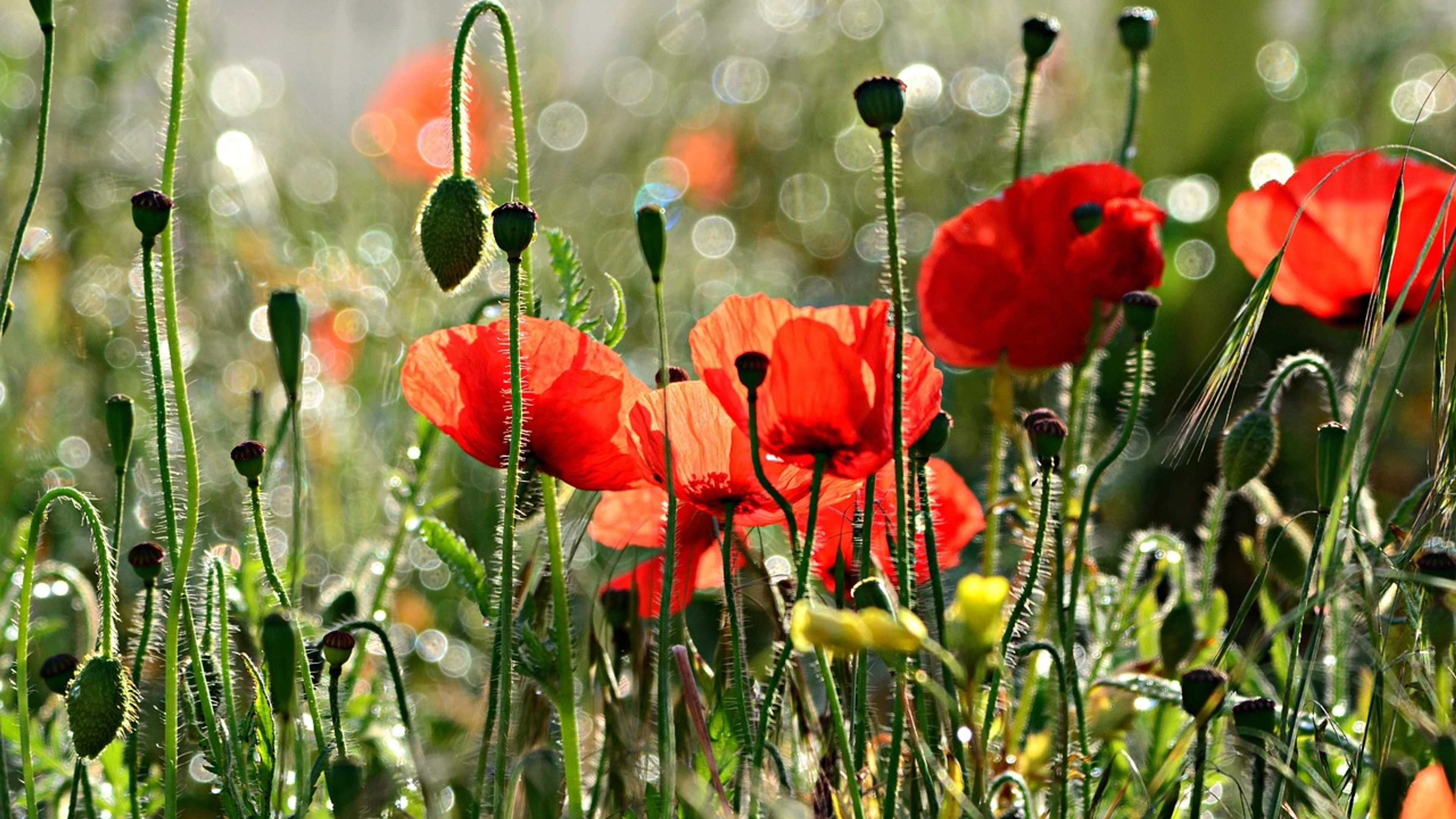Flowers flower background poppy - free 4K Ultra HD flowers wallpaper for desktop