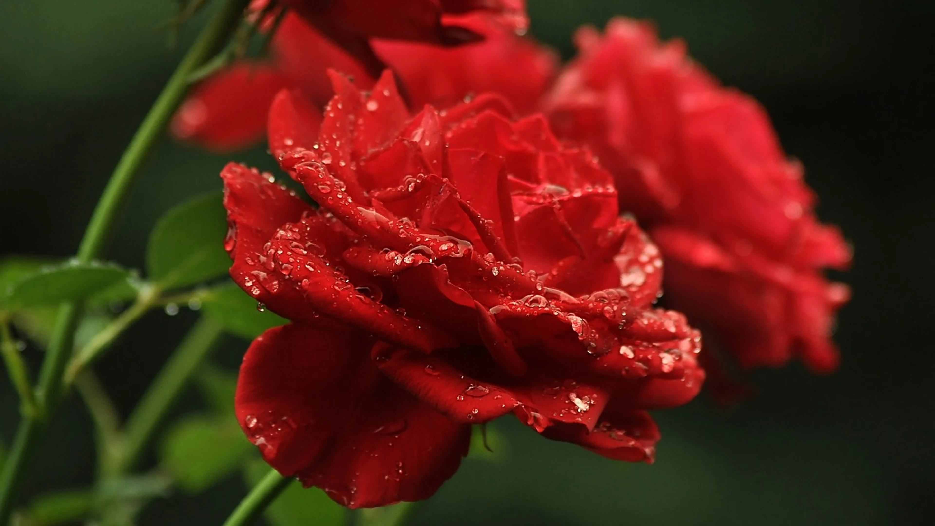 Flowers flower background roses - free 4K Ultra HD flowers wallpaper for desktop