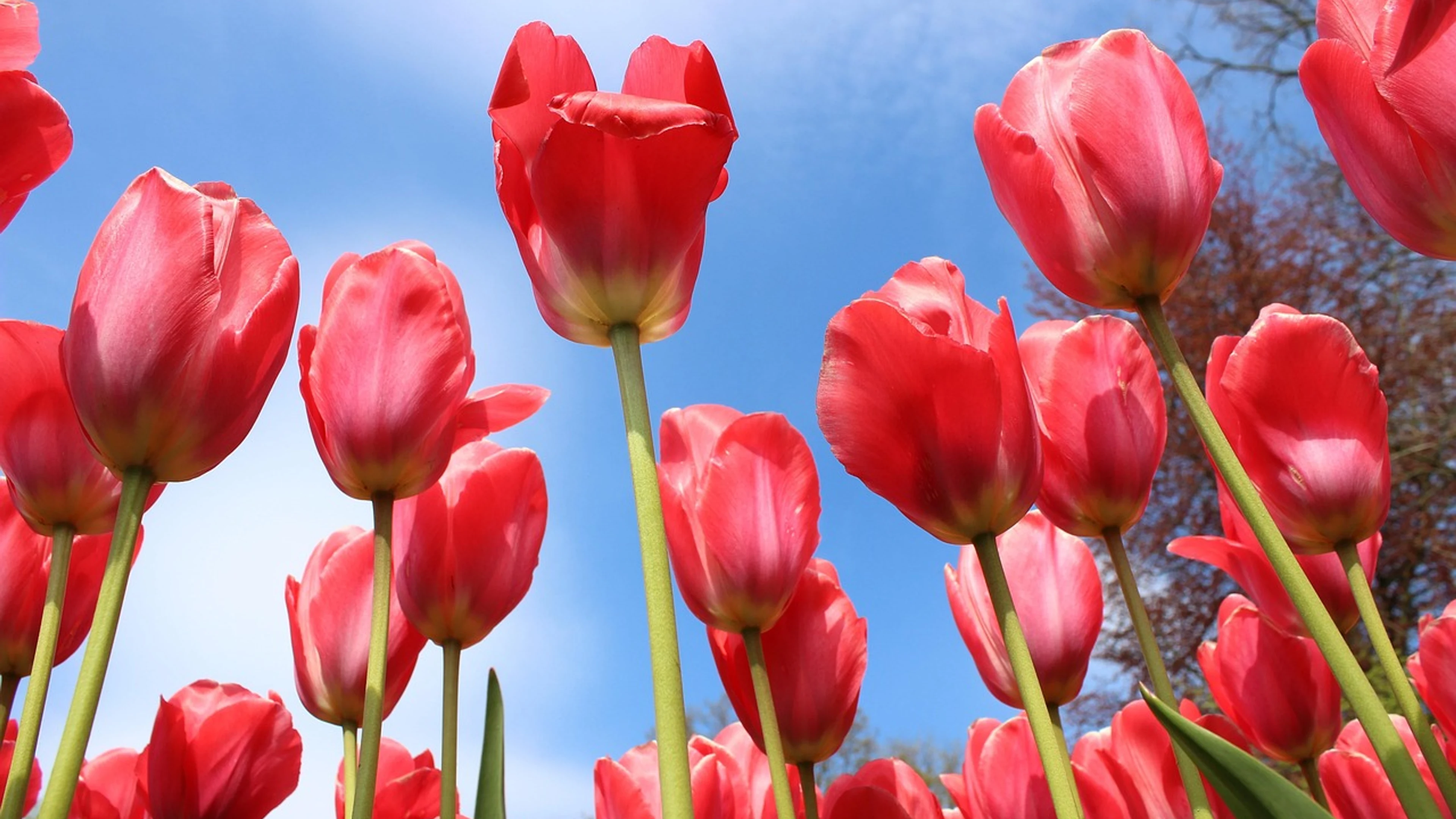 Flowers flower background tulips - free 4K Ultra HD flowers wallpaper for desktop