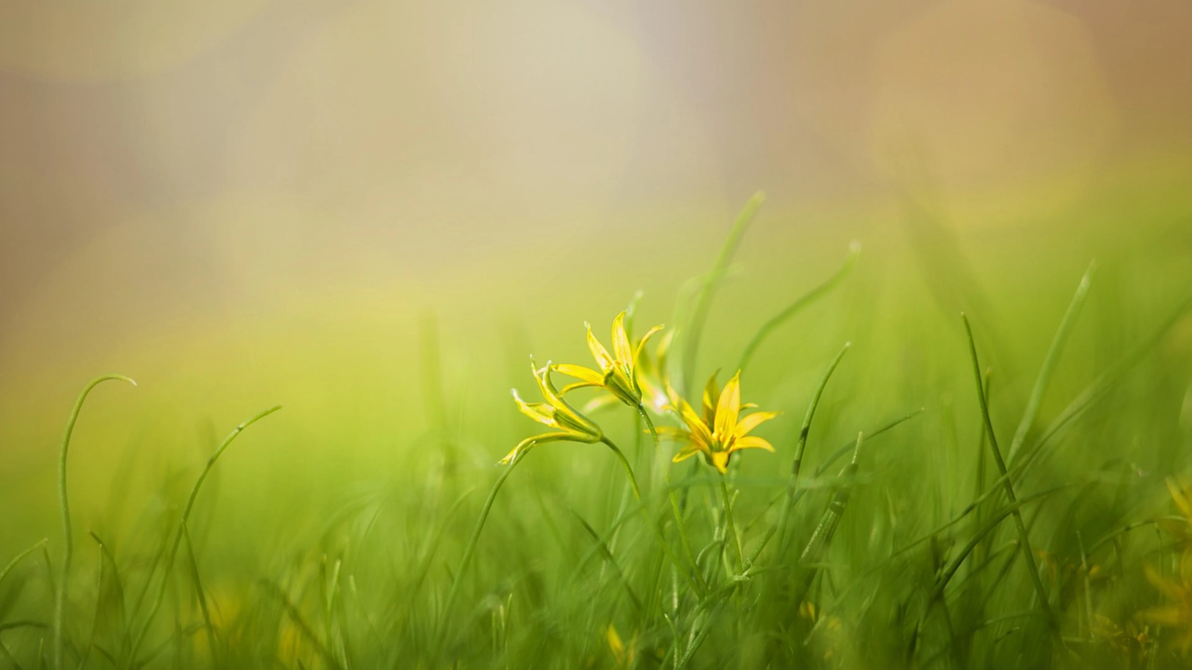 Flowers flower wallpaper botany - free 4K Ultra HD flowers wallpaper for desktop