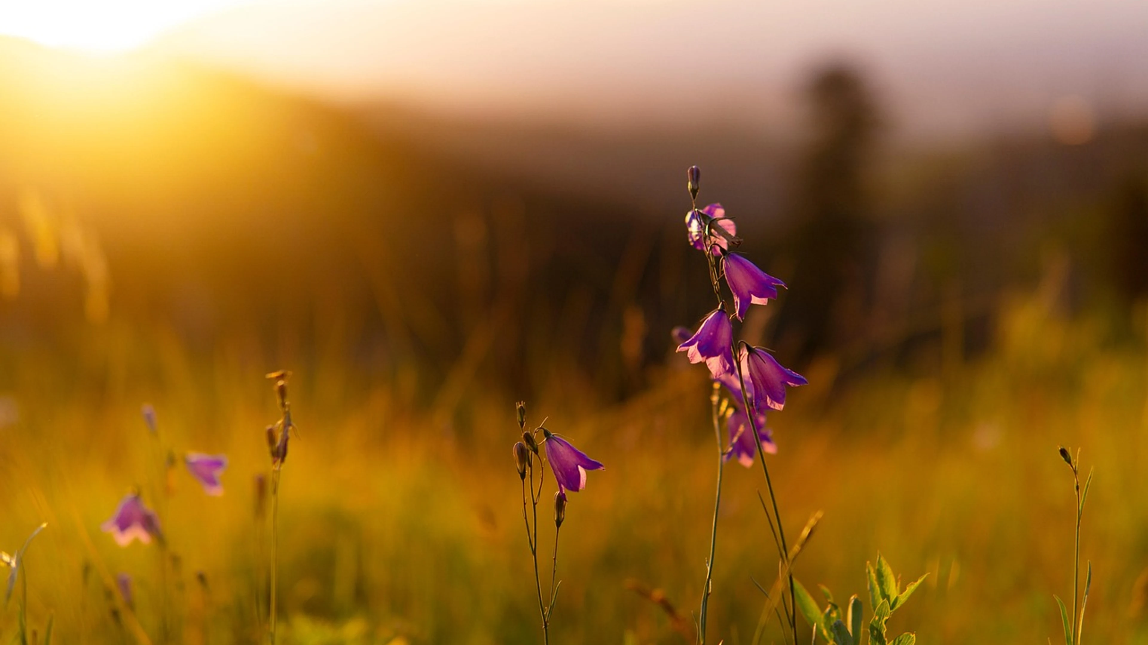 Flowers free wallpaper field - free 4K Ultra HD flowers wallpaper for desktop