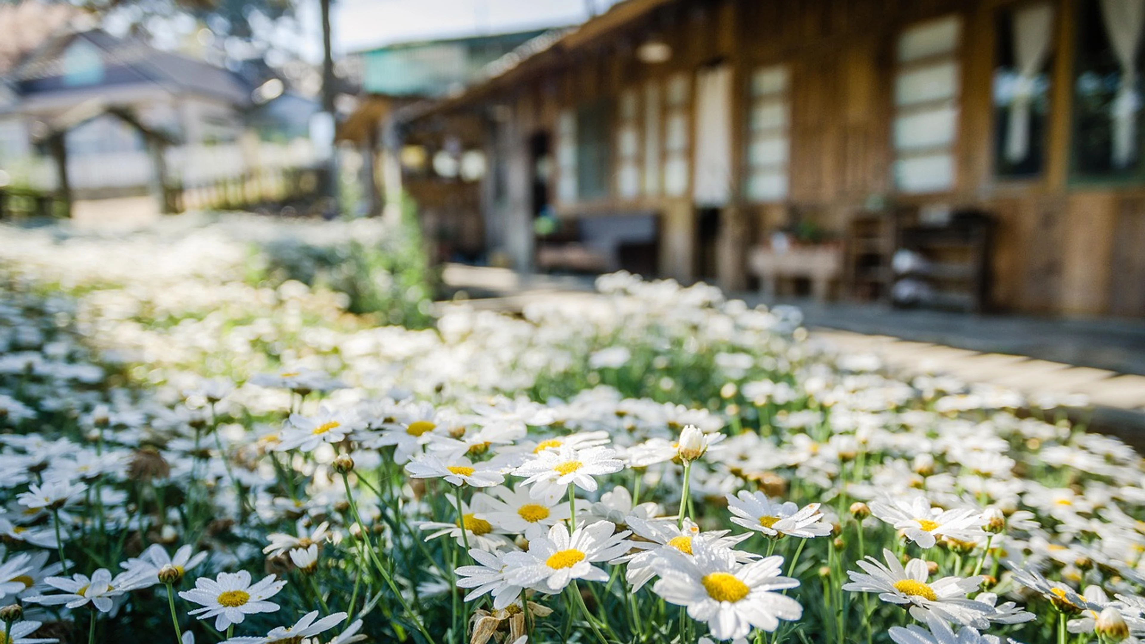 Flowers garden daisies - free 4K Ultra HD flowers wallpaper for desktop