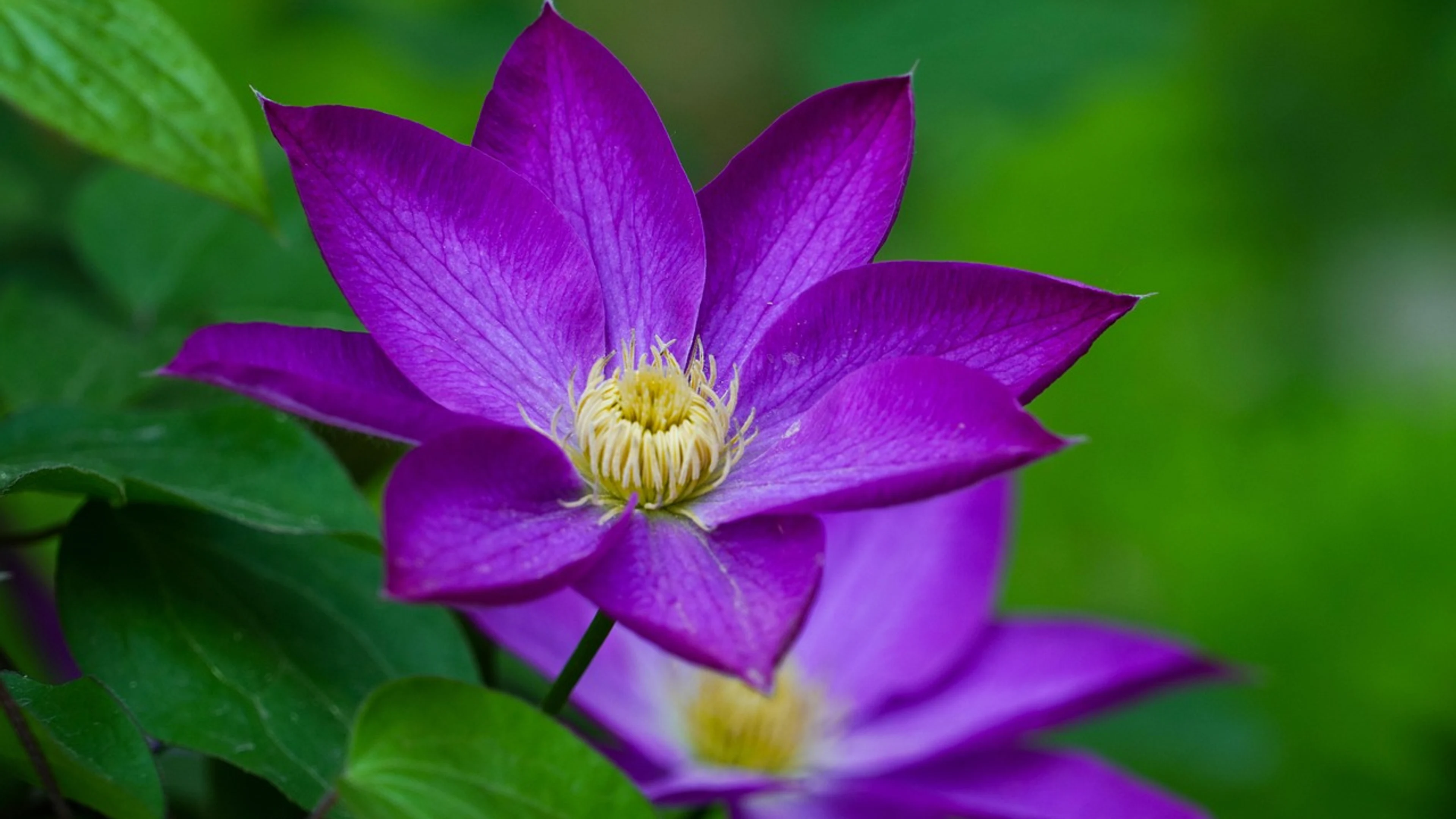 Flowers nature petals - free 4K Ultra HD flowers wallpaper for desktop