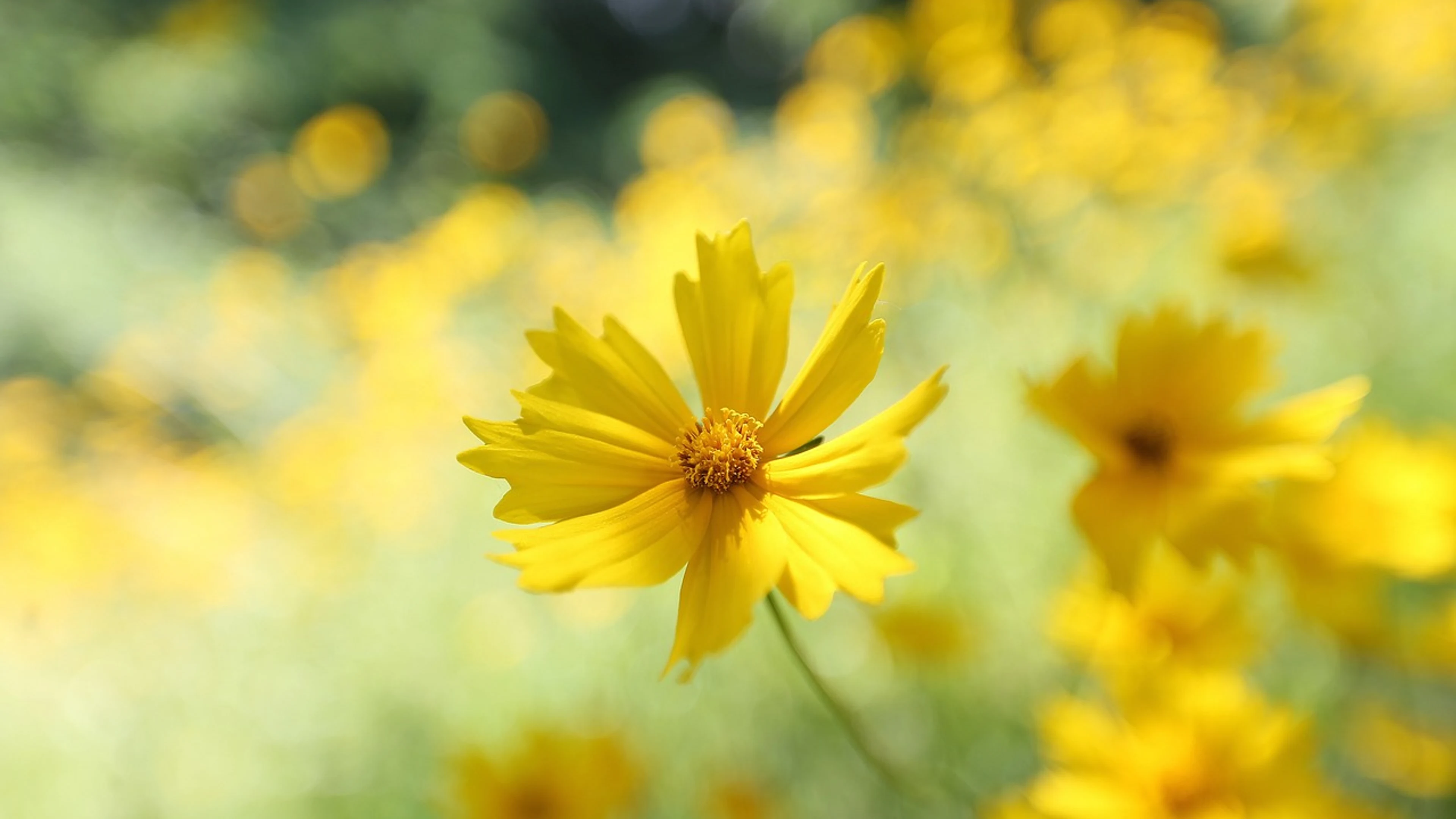 Flowers petals leaves - free 4K Ultra HD flowers wallpaper for desktop