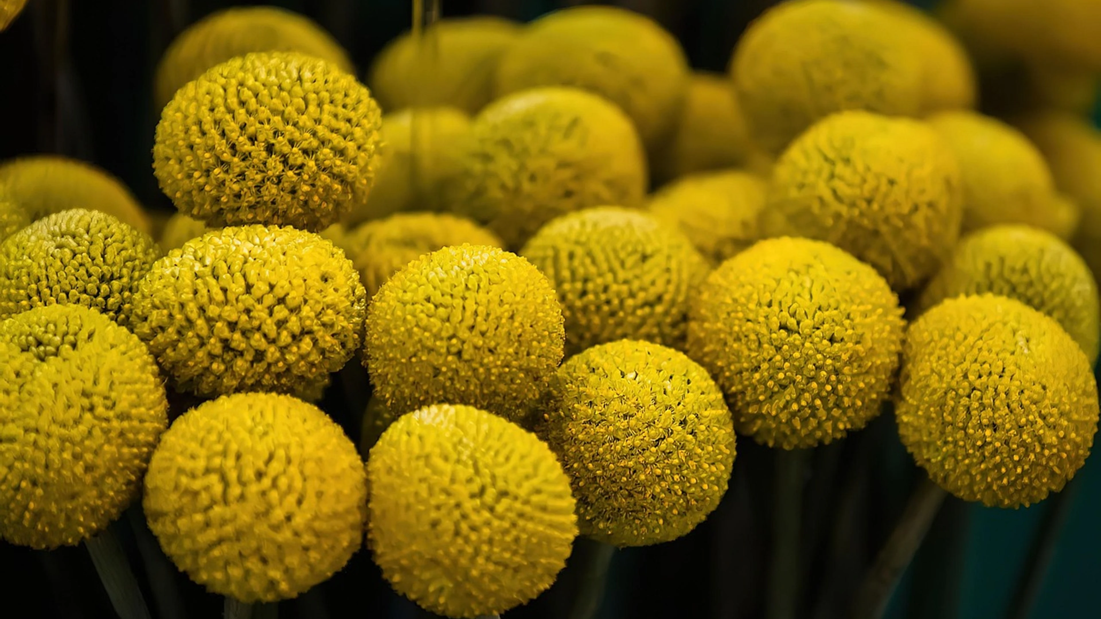 Flowers plants flower wallpaper - free 4K Ultra HD flowers wallpaper for desktop