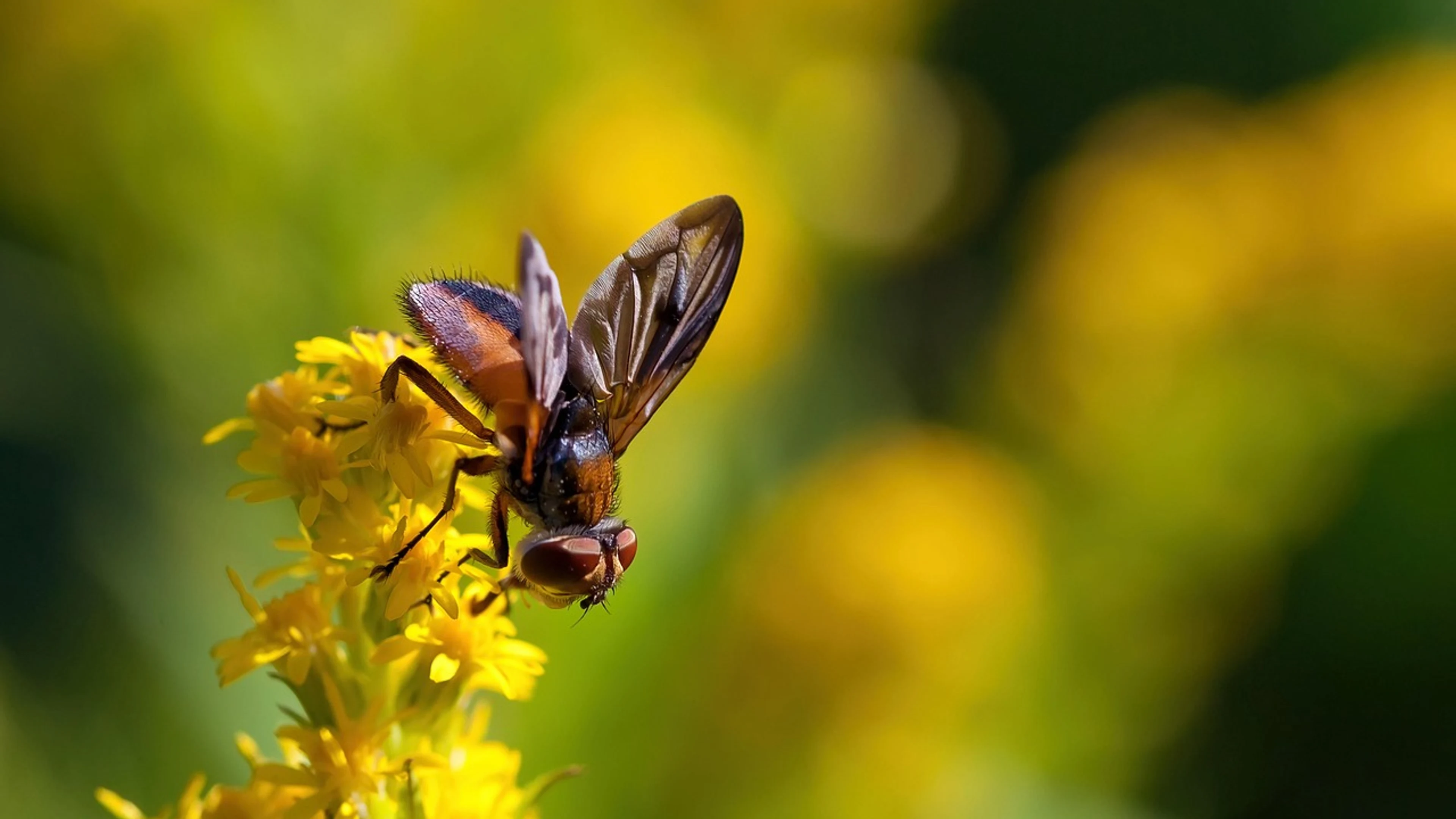 Fly insect flower - free 4K Ultra HD flowers wallpaper for desktop
