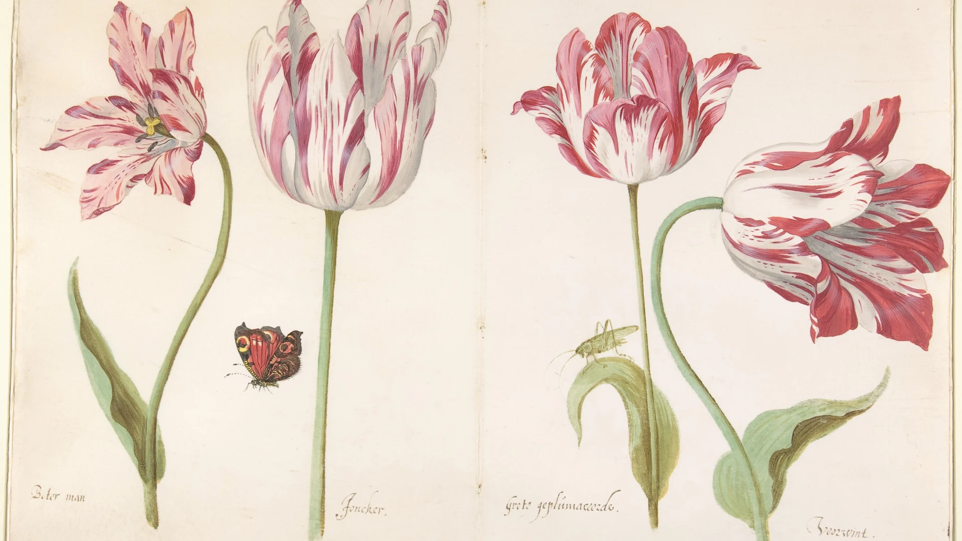 Four Tulips: Boter man (Butter Man), Joncker (Nobleman), Grote geplumaceerde (T - free hd flowers wallpaper for desktop
