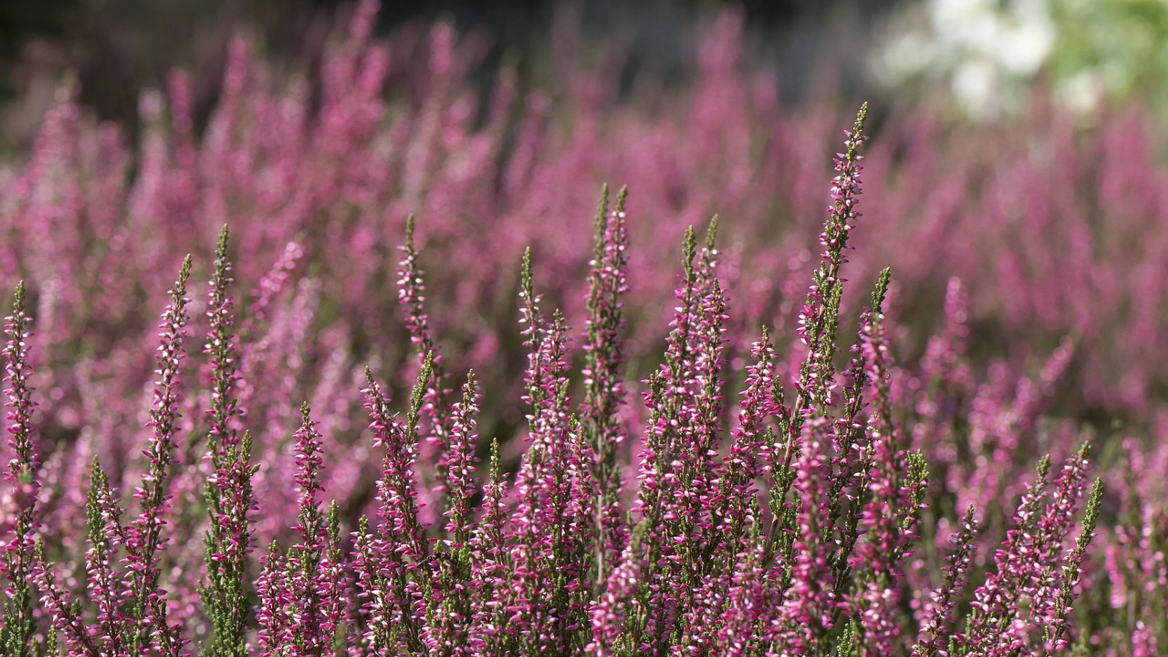 Heather pink blooms - free 4K Ultra HD flowers wallpaper for desktop