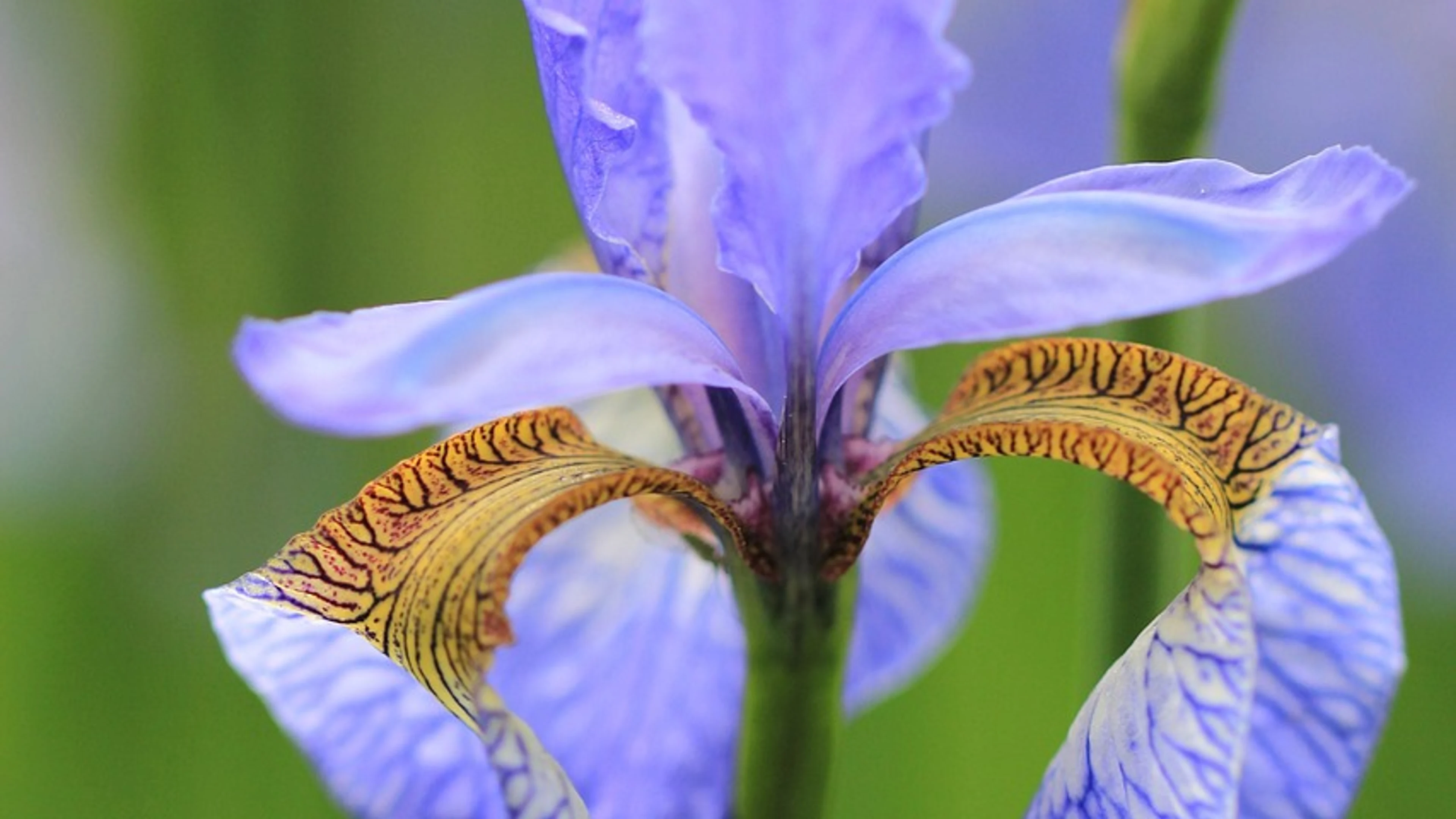 Iris flower plant - free 4K Ultra HD flowers wallpaper for desktop