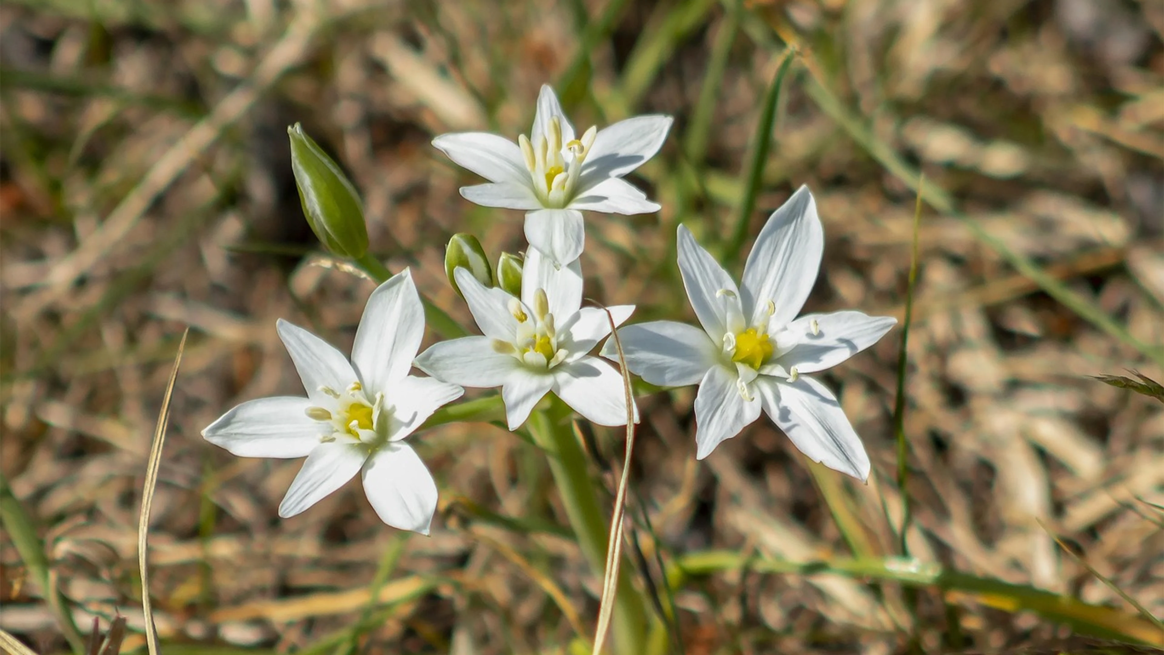 Justin field wildflower - free 4K Ultra HD flowers wallpaper for desktop