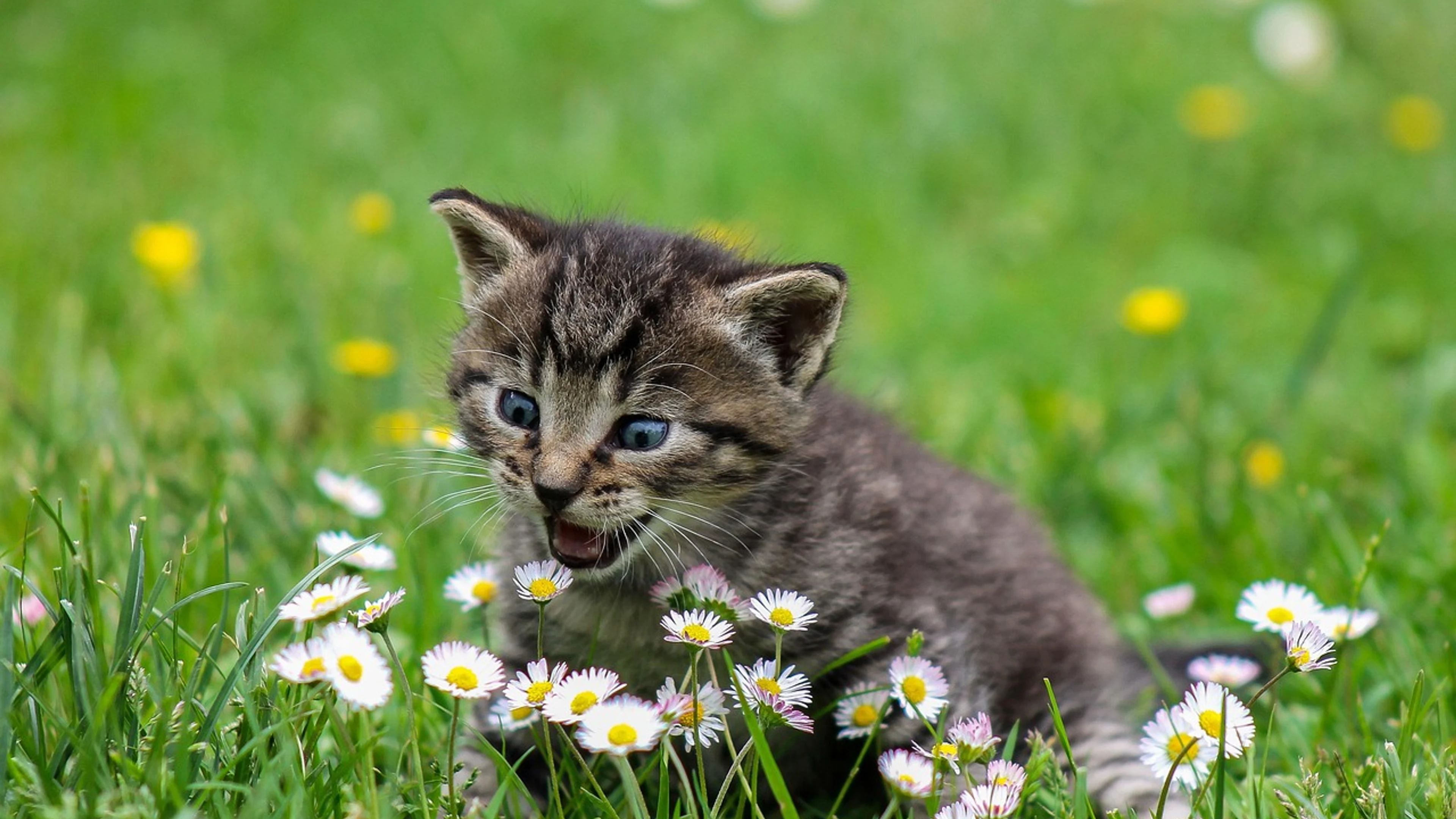Kitty playful flower background - free 4K Ultra HD flowers wallpaper for desktop