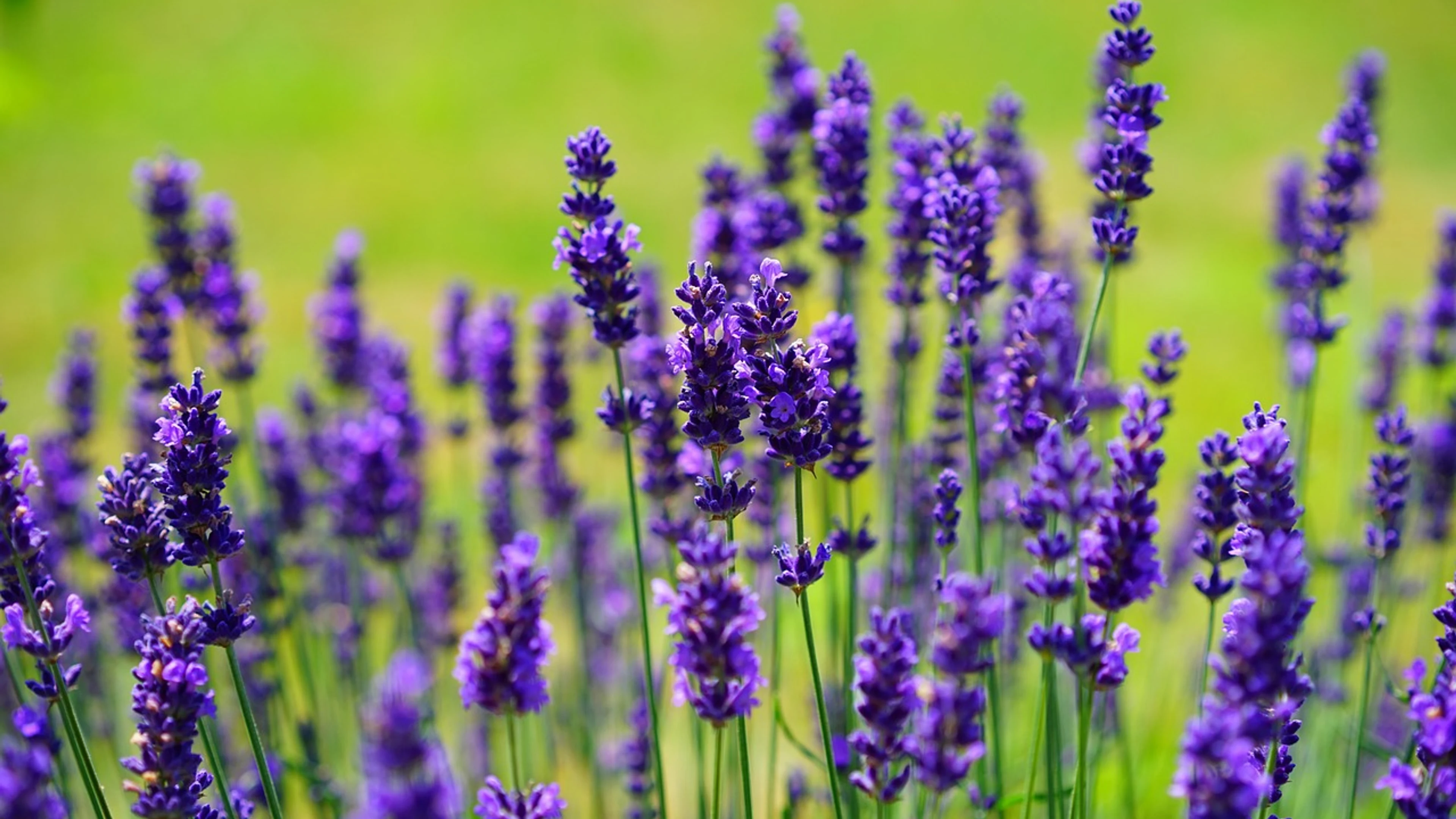 Lavender flowers plants - free 4K Ultra HD flowers wallpaper for desktop