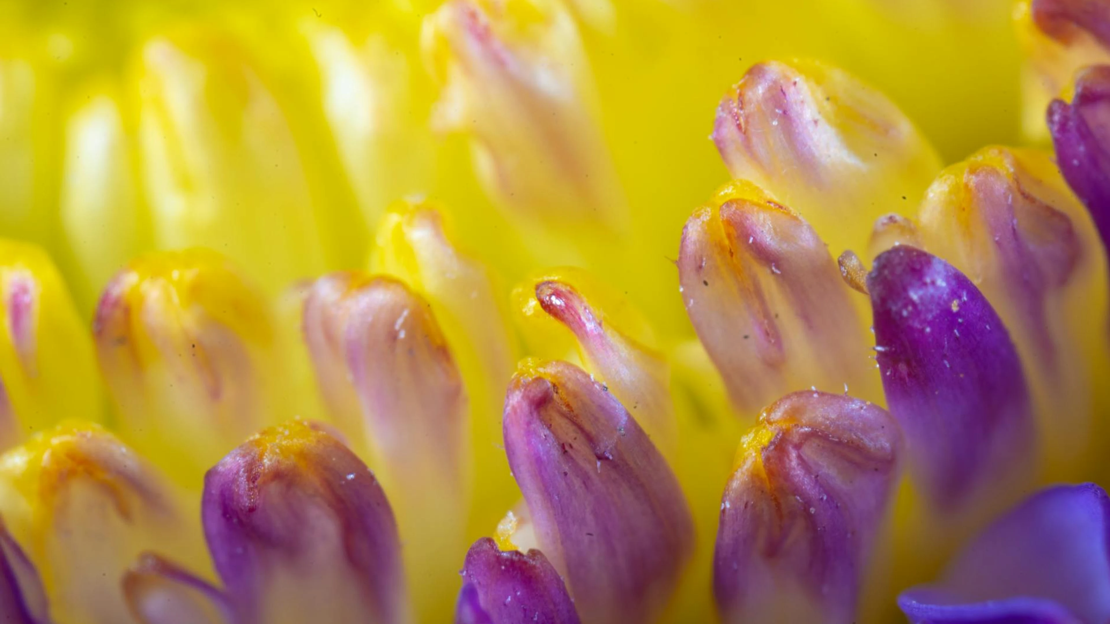 Macro shot capturing the vibrant details of flower petals with vivid colors. - free 4K Ultra HD flowers wallpaper for desktop