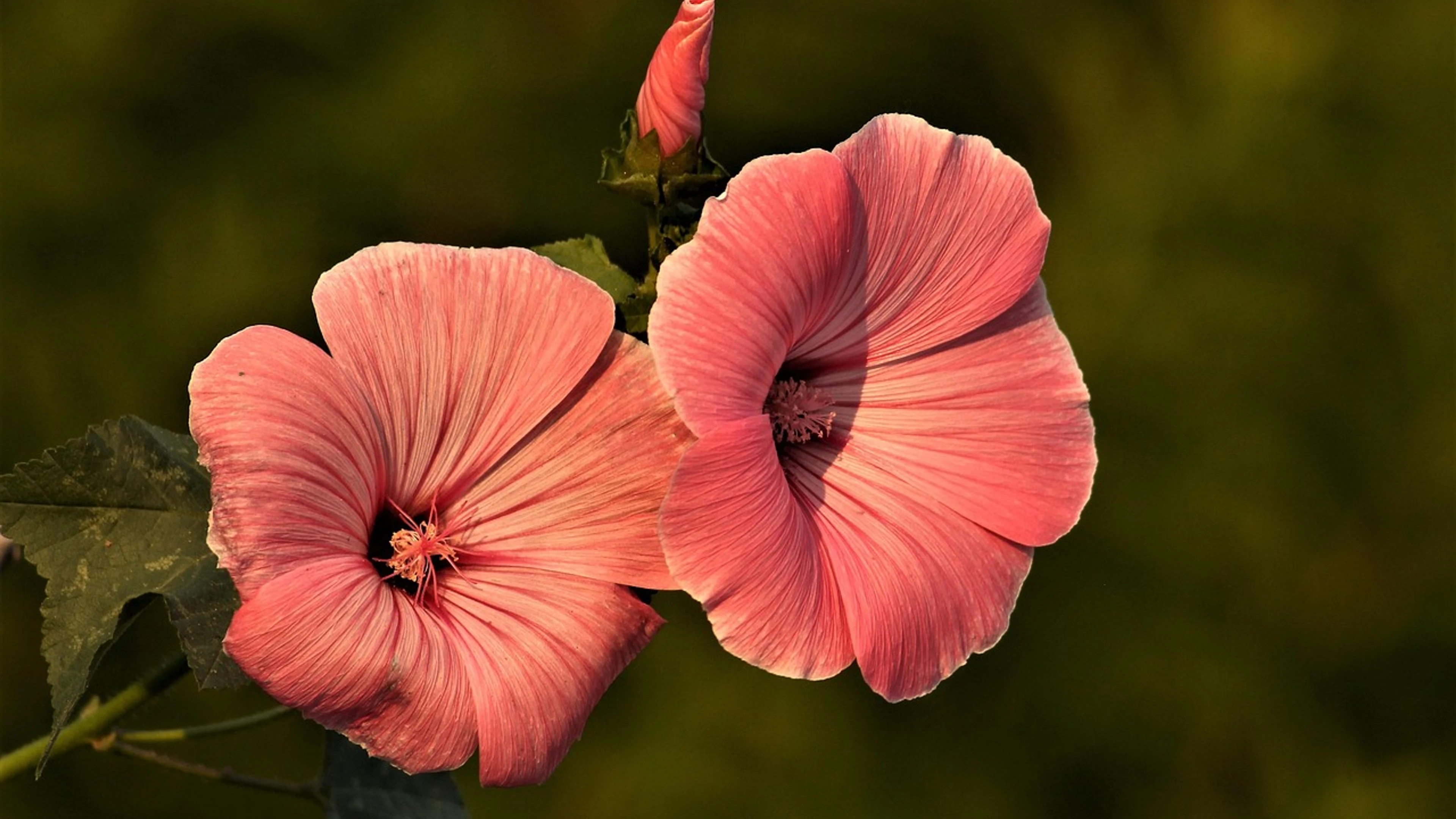 Mallow flowers plants - free 4K Ultra HD flowers wallpaper for desktop