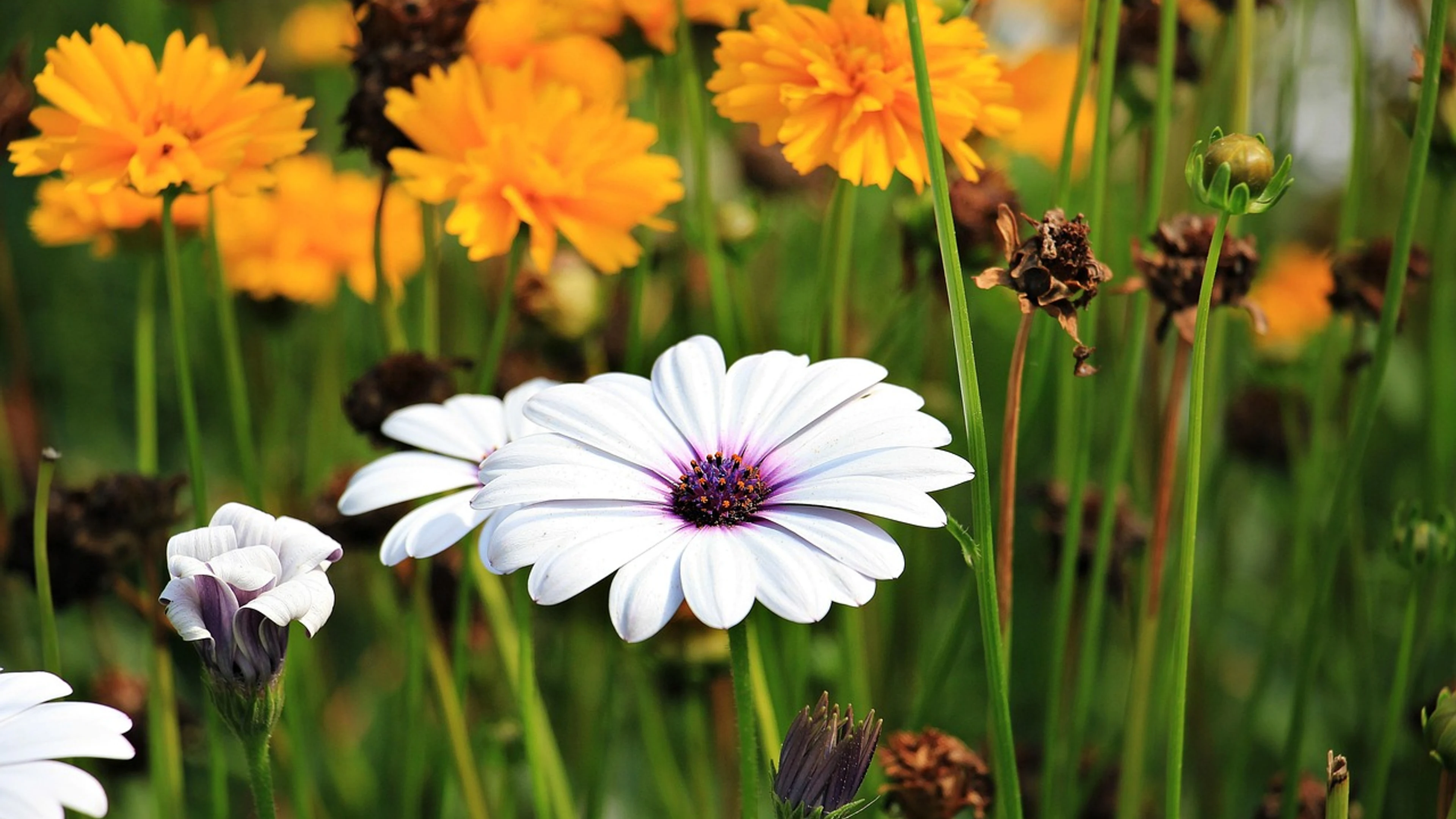 Marguerite flower plant - free 4K Ultra HD flowers wallpaper for desktop