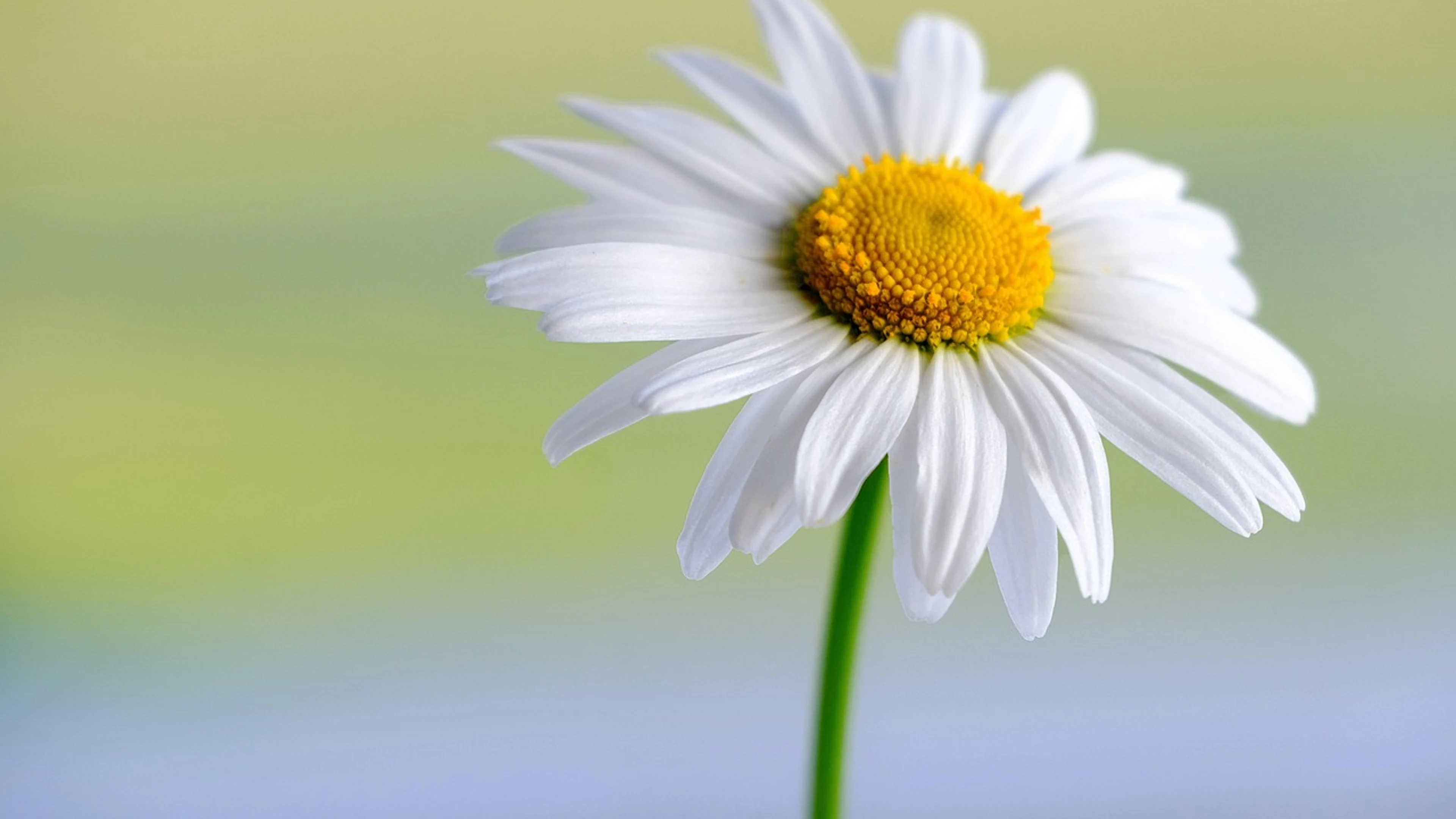 Marguerite white hd wallpaper - free 4K Ultra HD flowers wallpaper for desktop