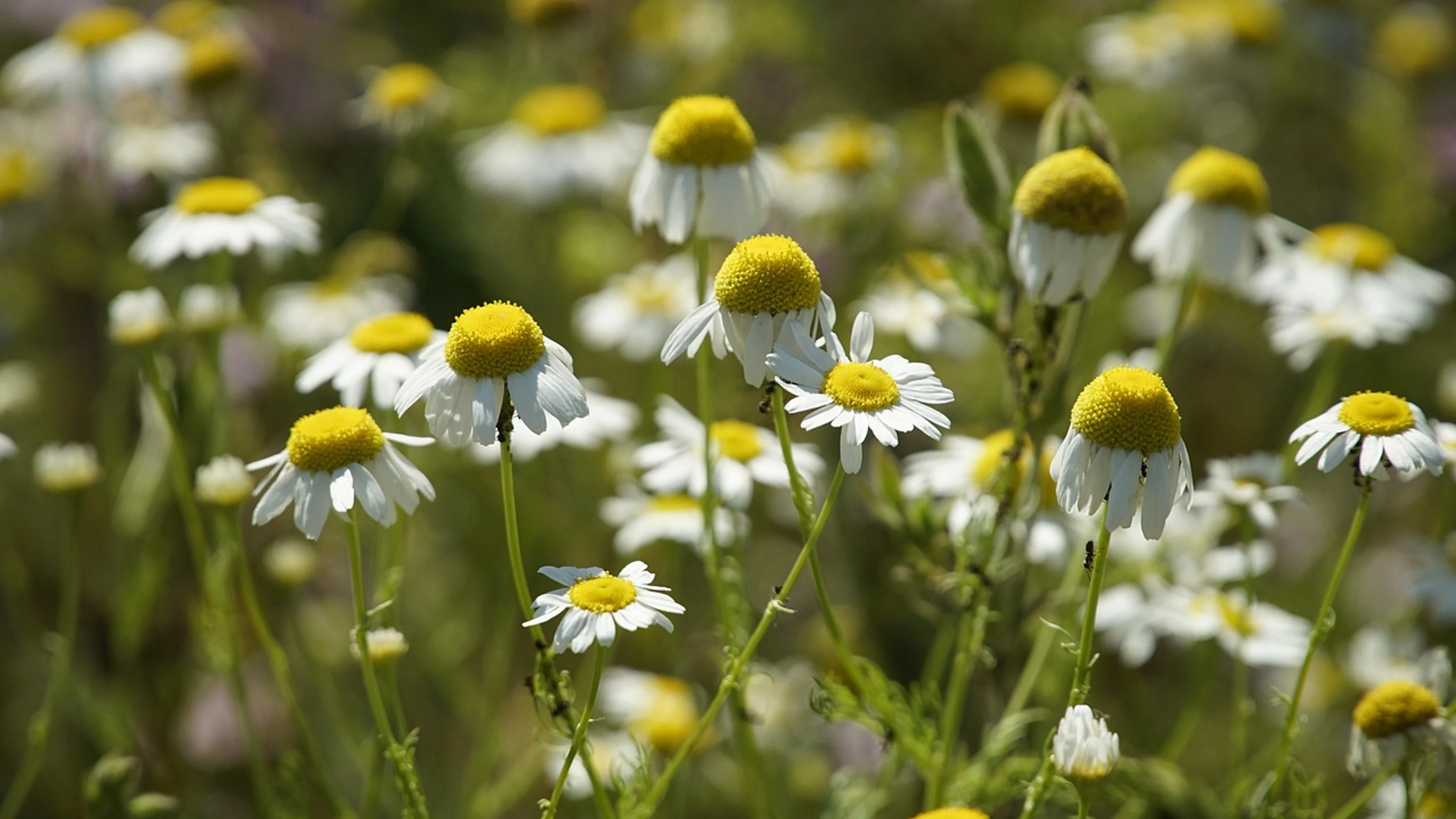 Mayweed flowers plant - free 4K Ultra HD flowers wallpaper for desktop
