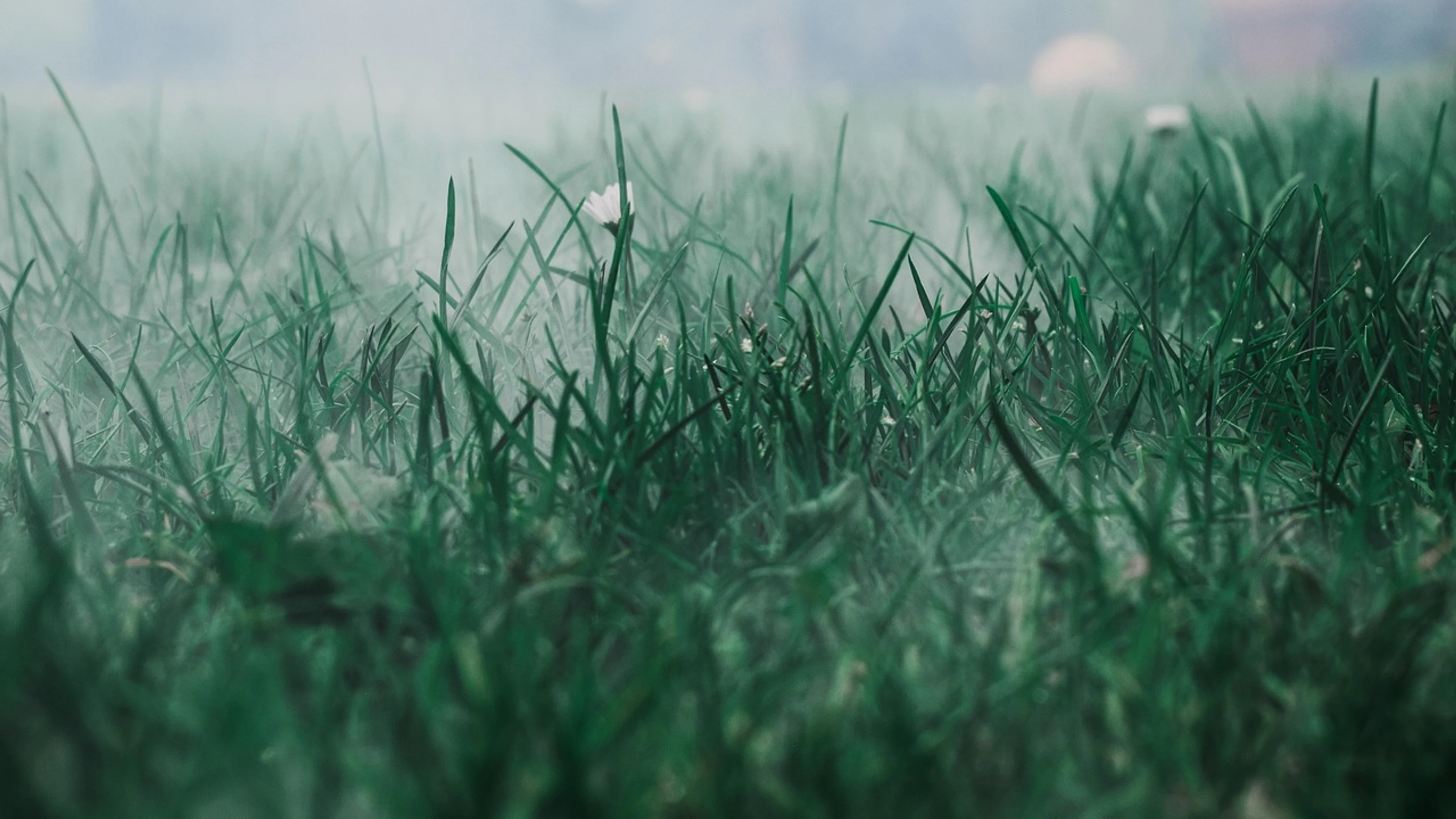 Meadow fog grass - free 4K Ultra HD flowers wallpaper for desktop