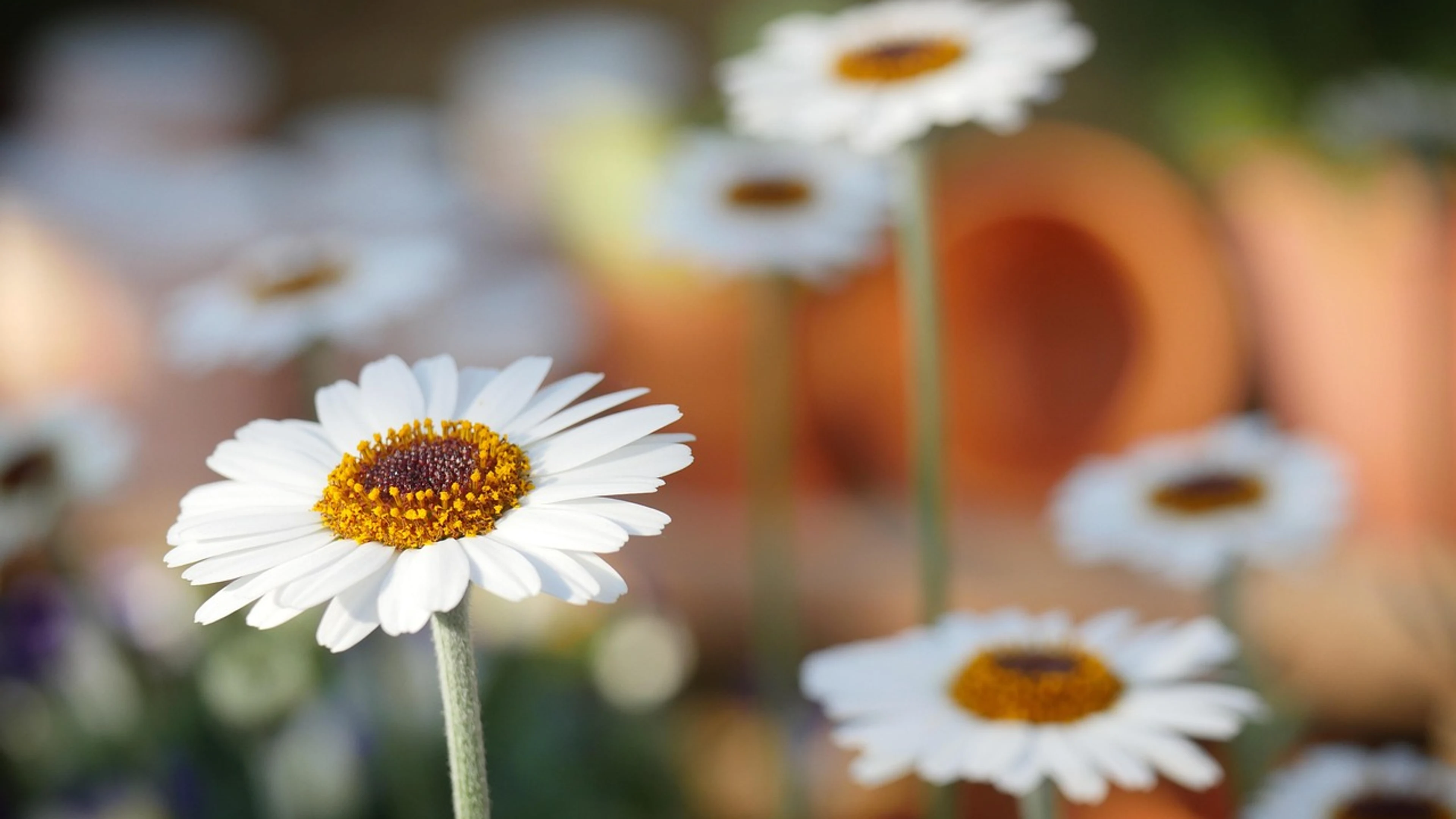 Nature daisies daisy - free 4K Ultra HD flowers wallpaper for desktop