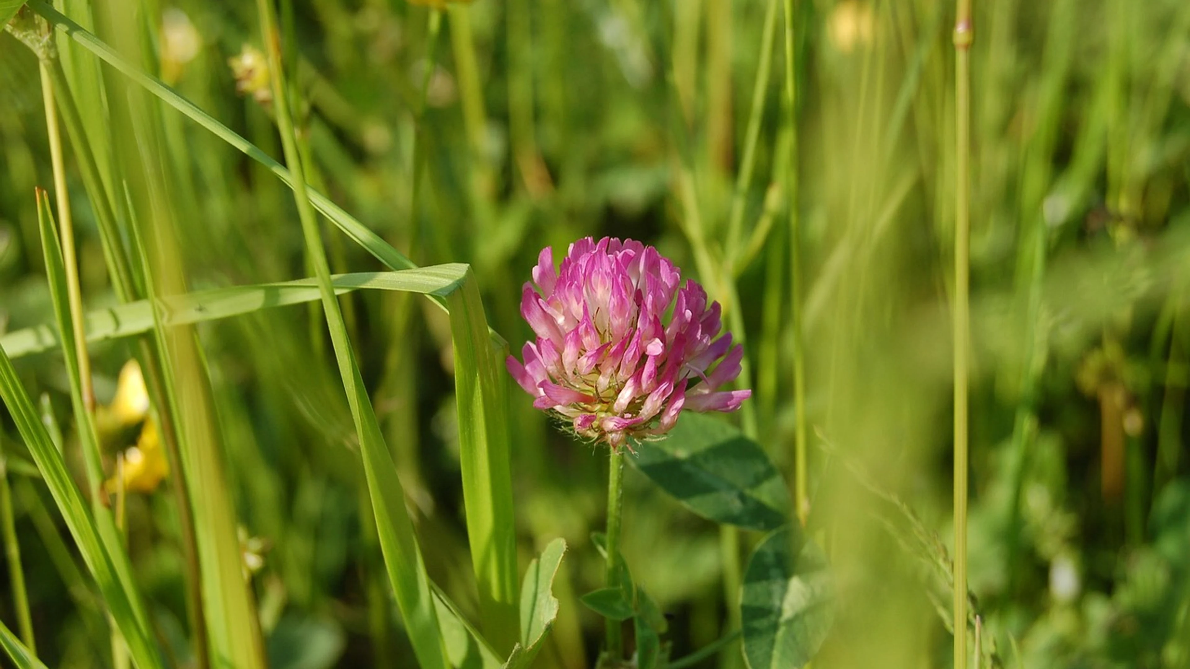 Nature field lawn - free 4K Ultra HD flowers wallpaper for desktop