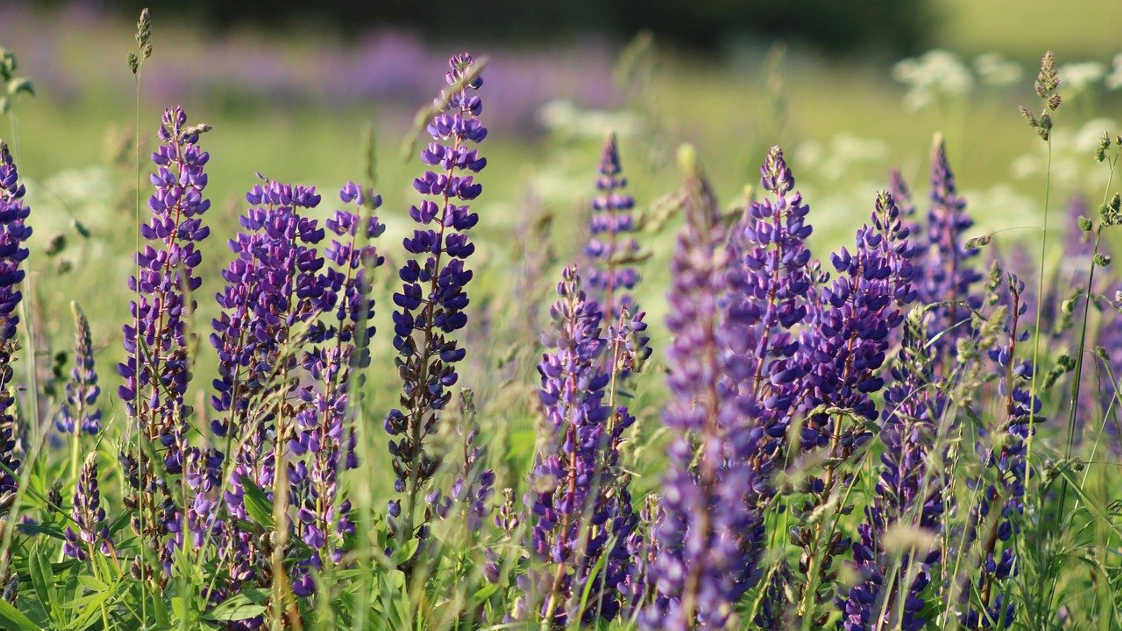 Nature flower wallpaper flower background - free 4K Ultra HD flowers wallpaper for desktop